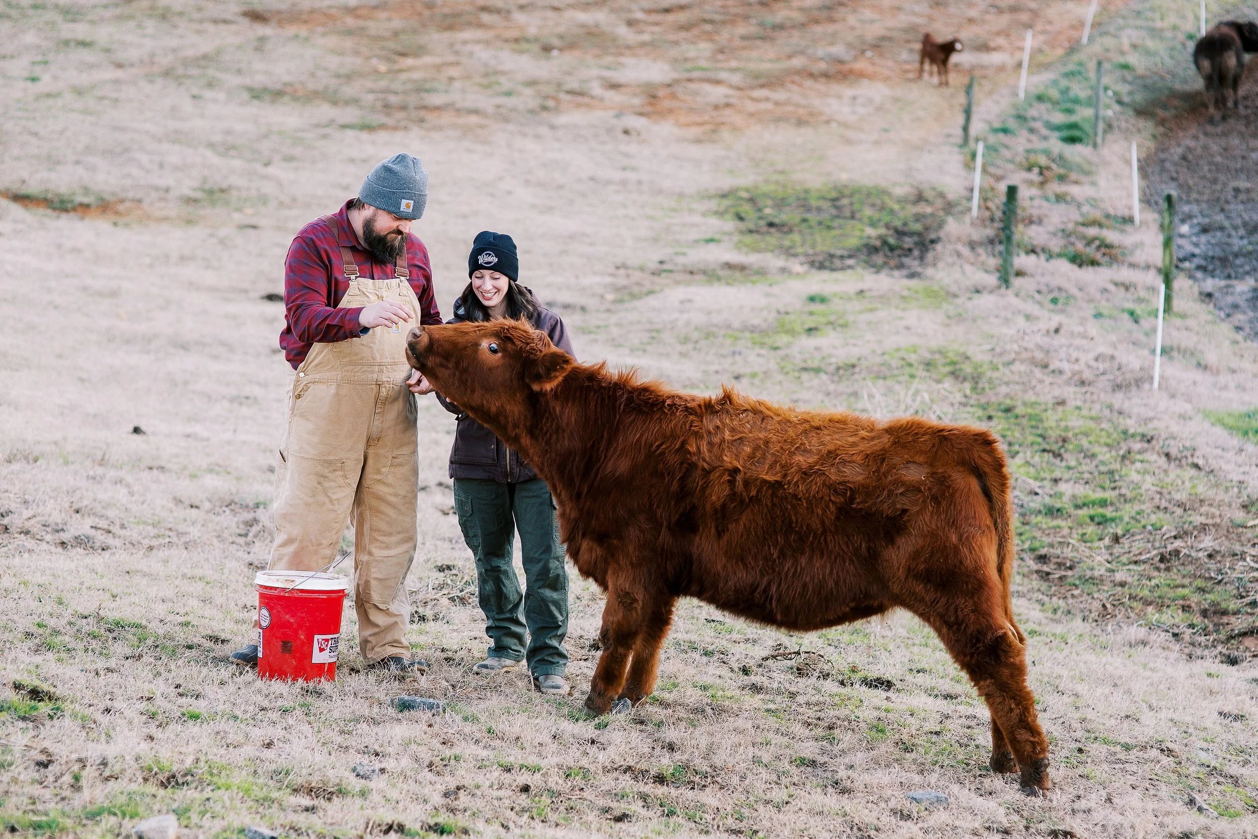 Two people interacting with a calf on a farm field with a red bucket nearby.
