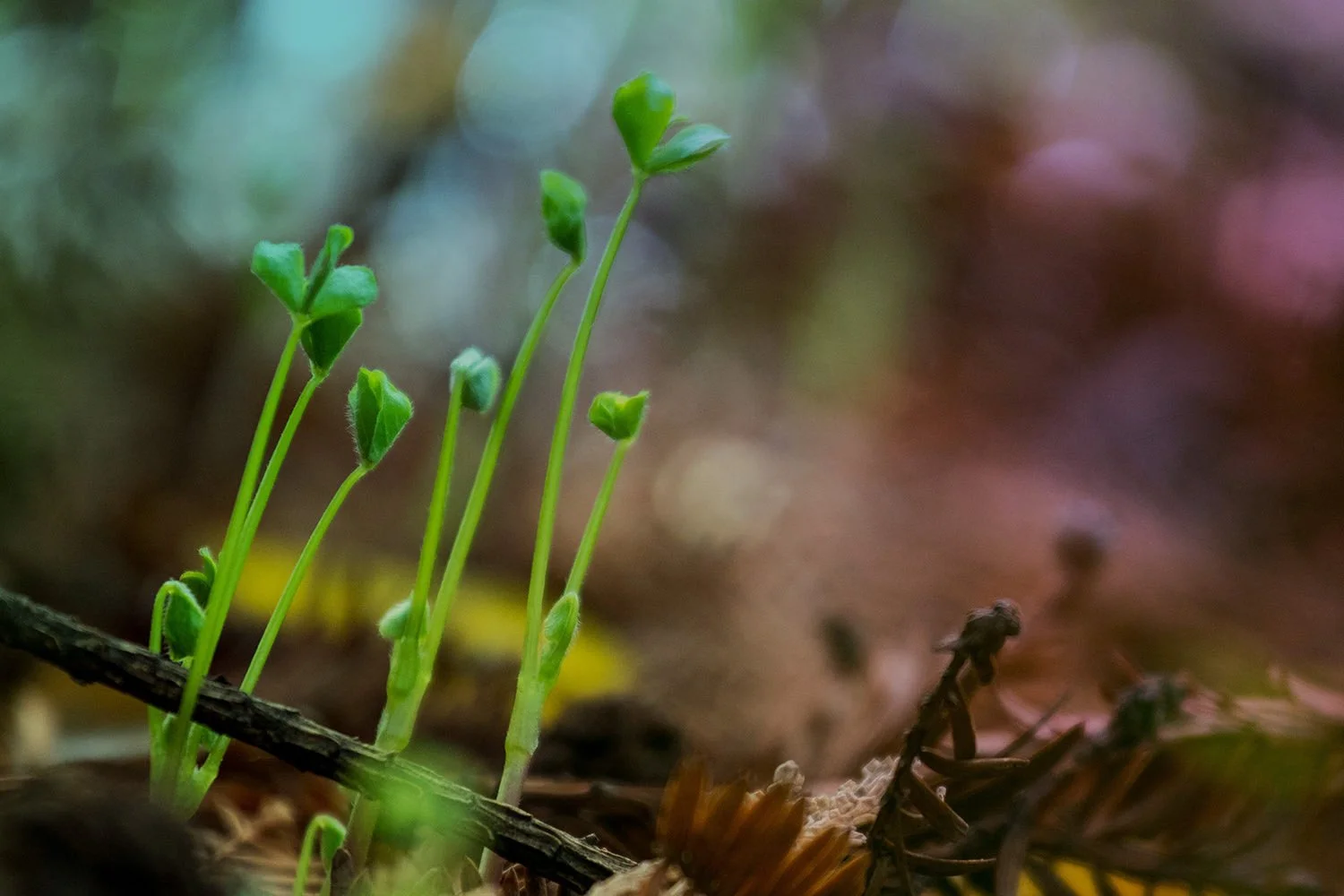 Ayurvedic Spring Reset: Awaken, Renew, and Restore Balance