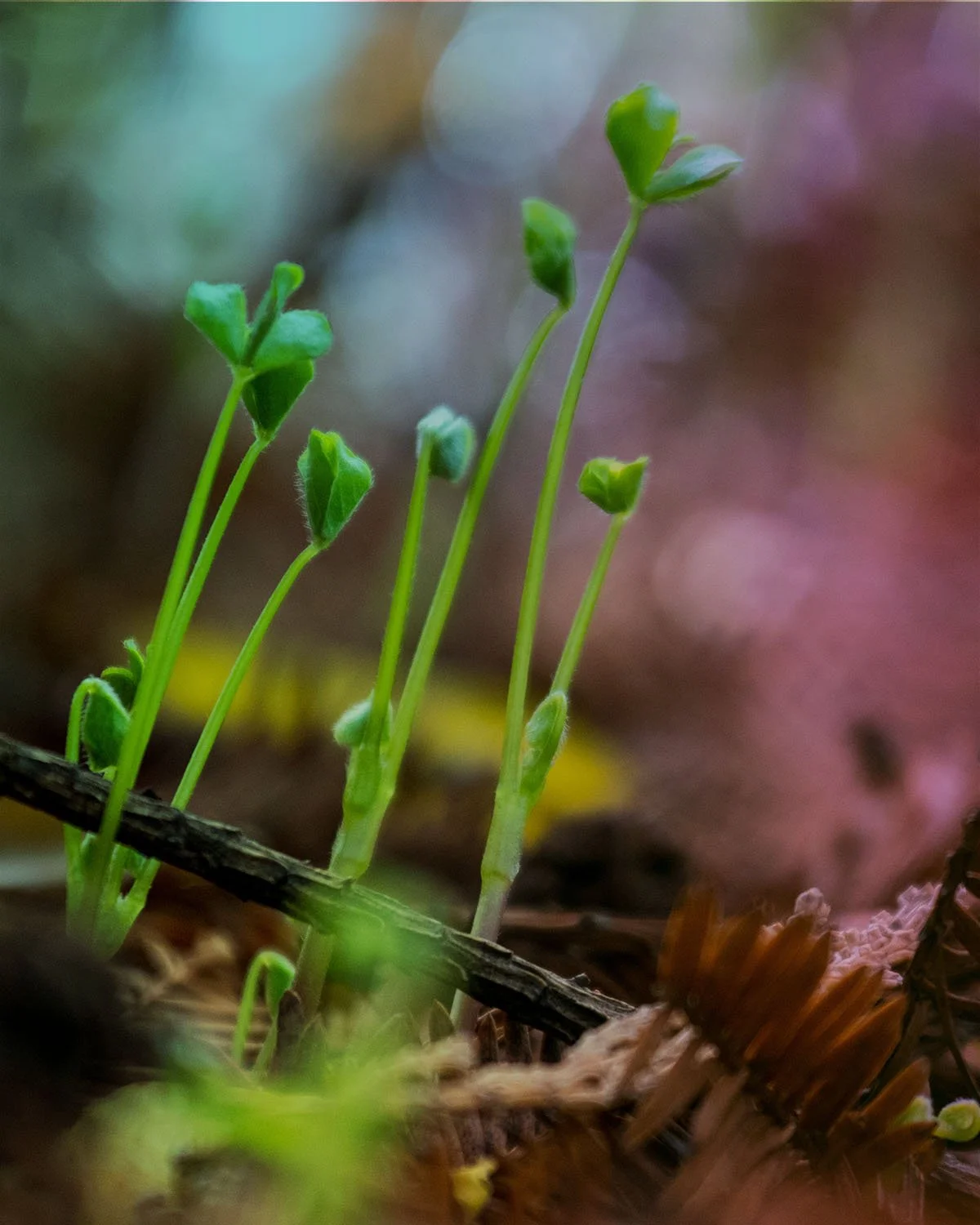 Ayurvedic herbs and spices including turmeric root and powder prepared on a wooden surface to support seasonal wellness