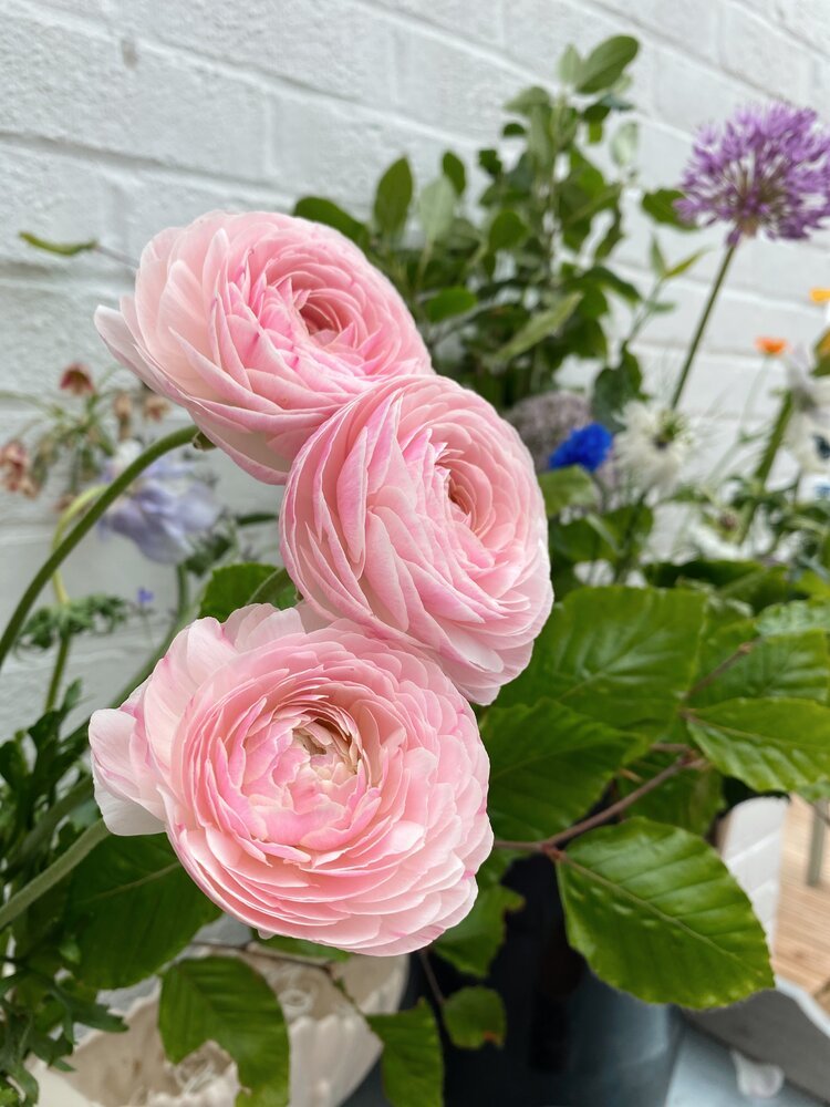  Natural Flower Farm Inspiration for Stem &amp; Green Illustration by Becki Clark 