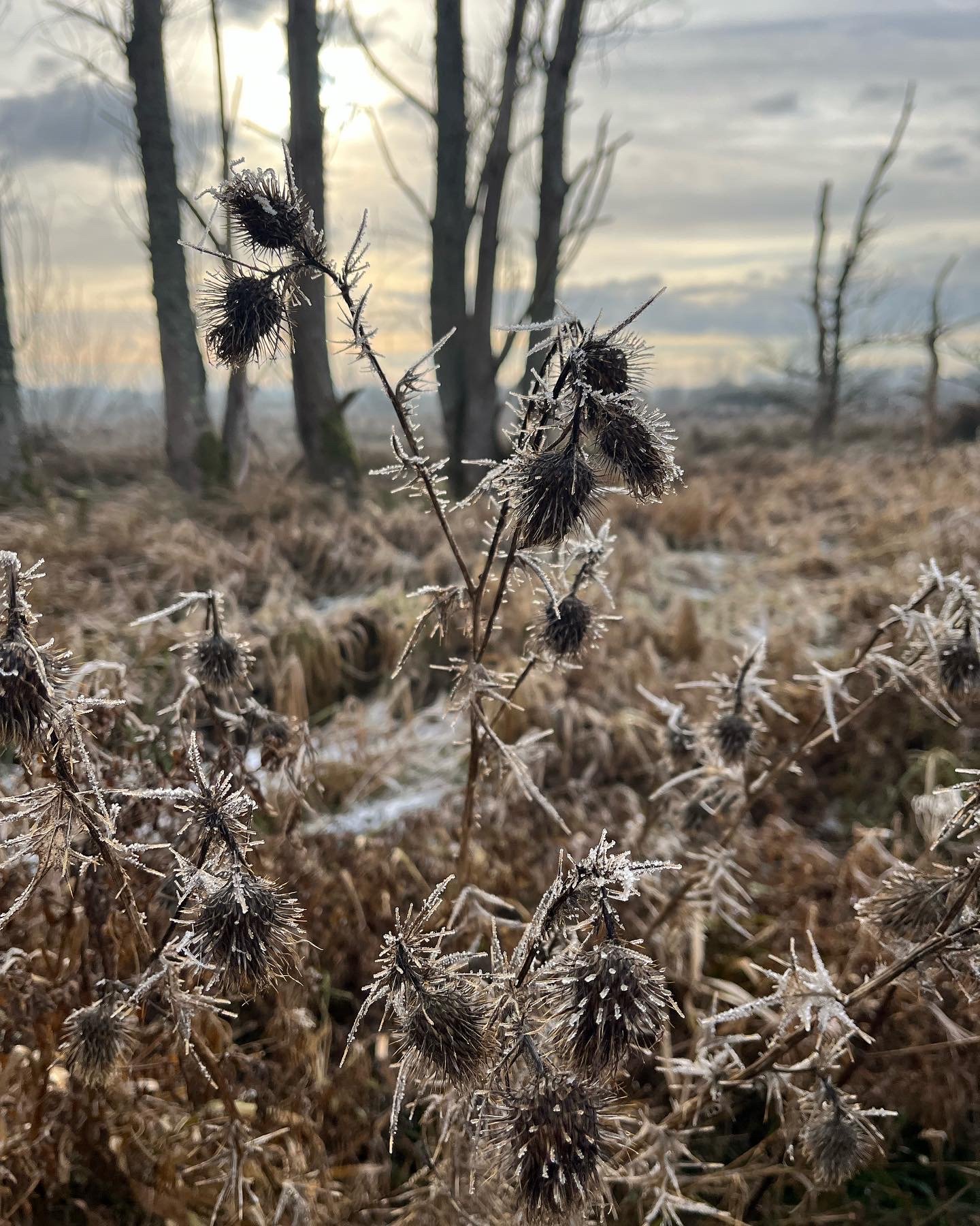 Frost_on_thistle.JPG