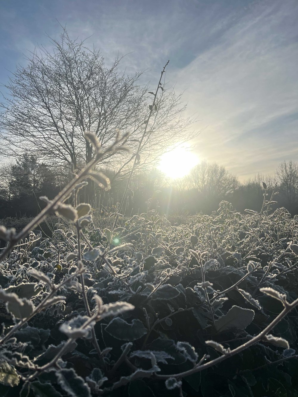 Frosty-morning-nature.JPG