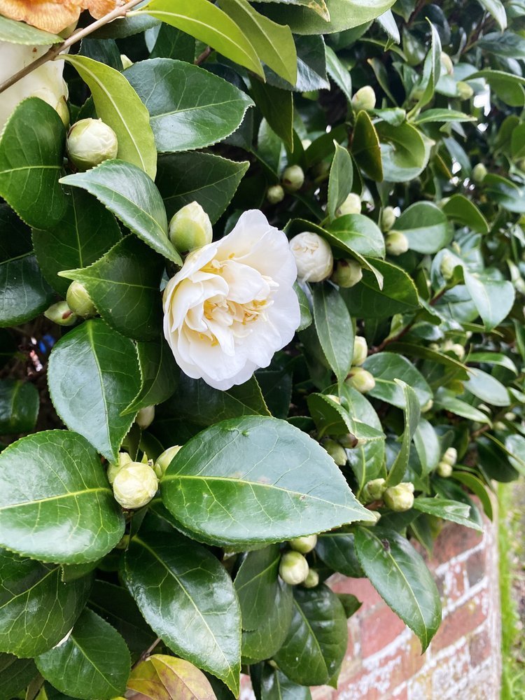Camellia_seasonal_flower.jpeg