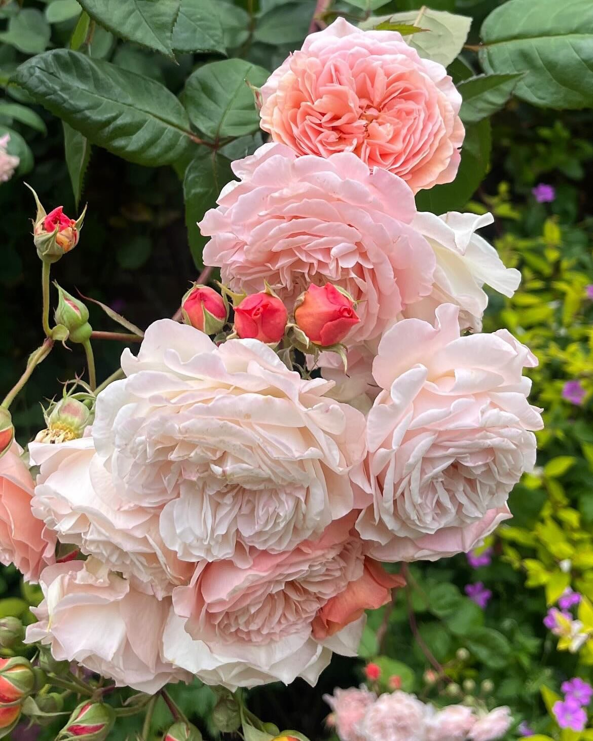 Nice things from this week 🌿Rambling roses, the summer bag of dreams, Prosecco round my pals gorgeous garden, Pottering in our garden, picnics and collaboration colouring 🌼