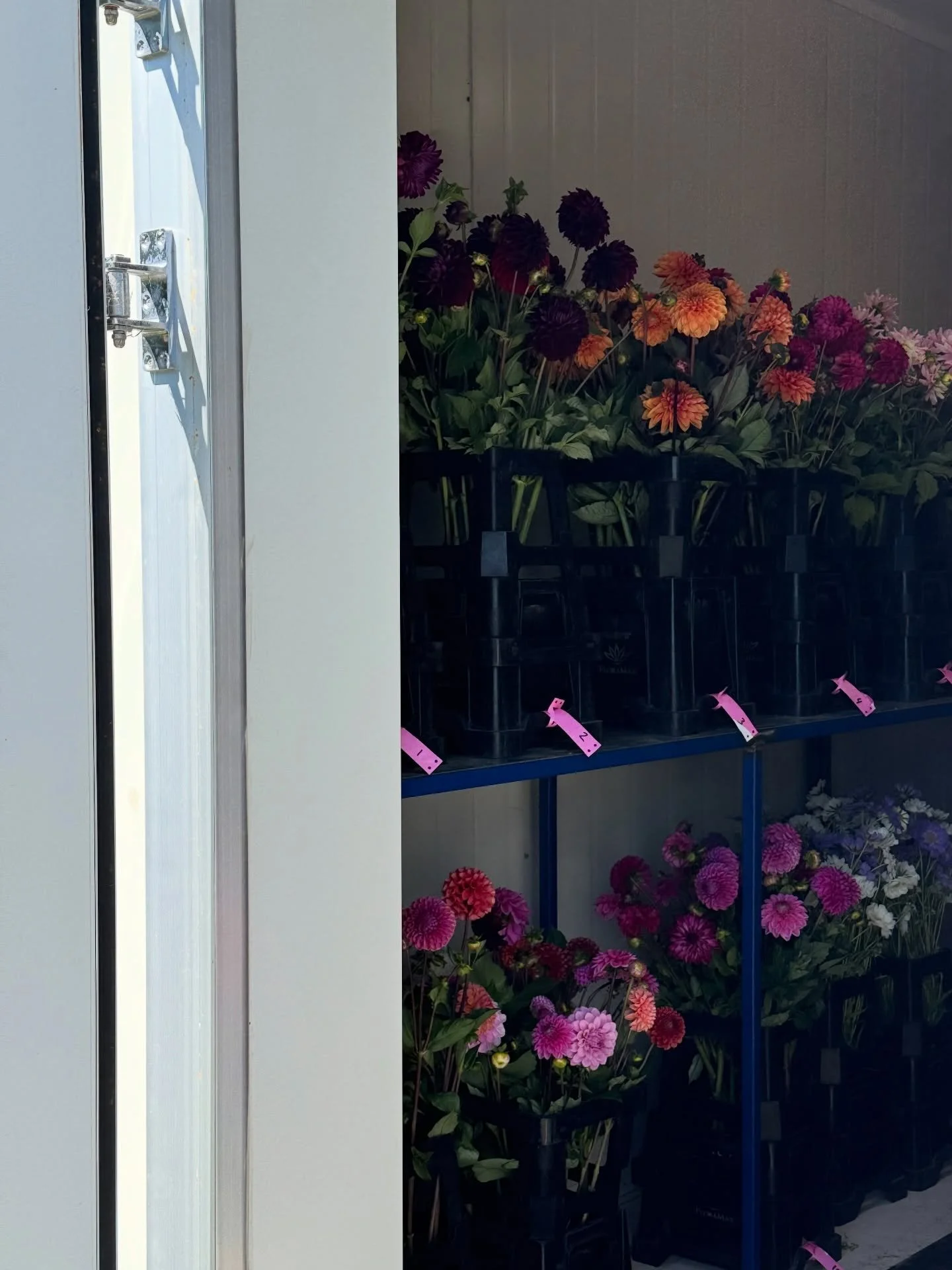 Sunday harvest 🤍

Flowers for florists available all week via United Flower Grower auctions in Christchurch.

Our pickers favourite bloom this week is BLUE hydrangea. The Renate Steiniger variety is here en masse &amp; absolutely glorious, enjoy 💙