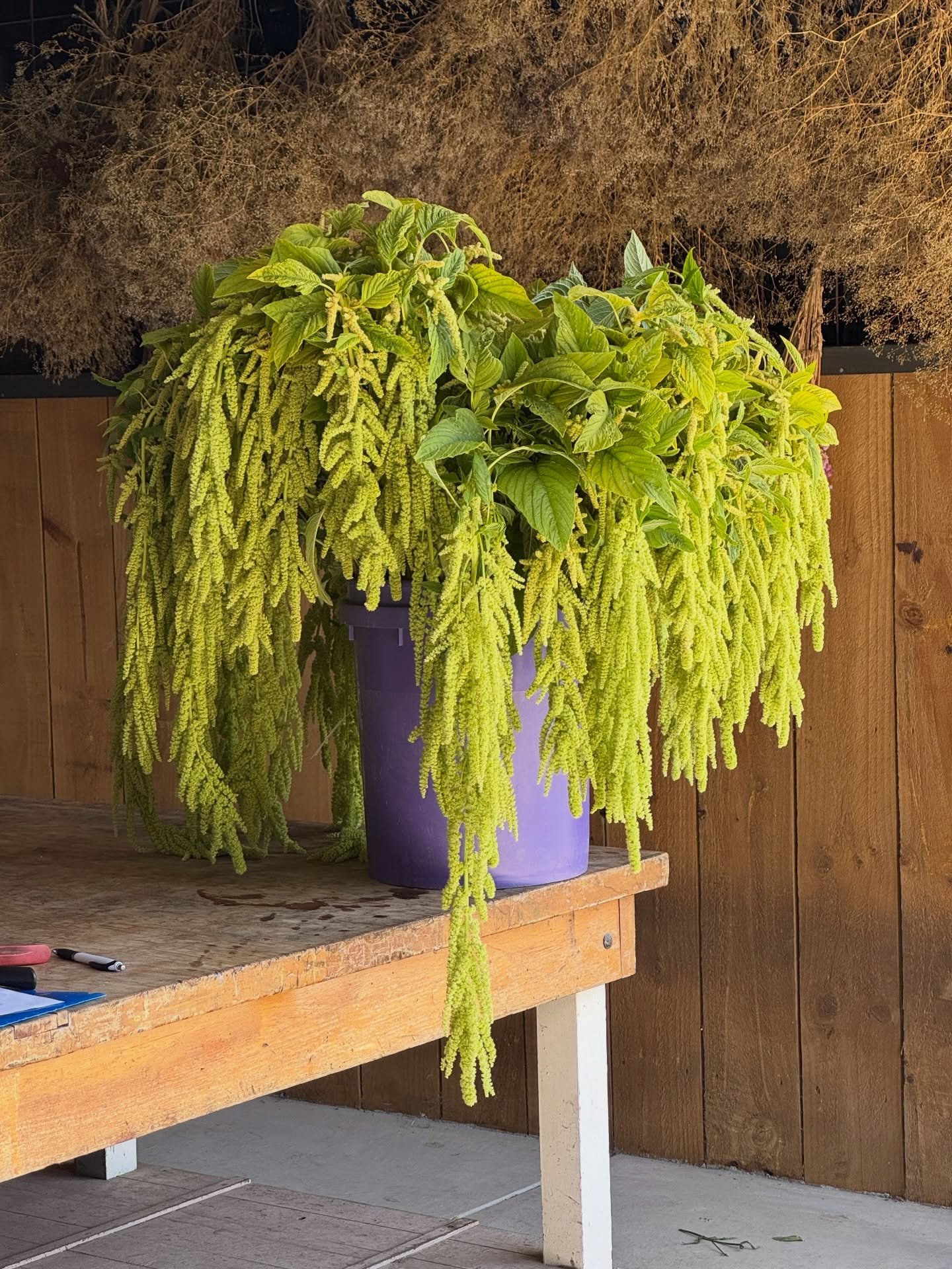 Amaranthus 💚❤️