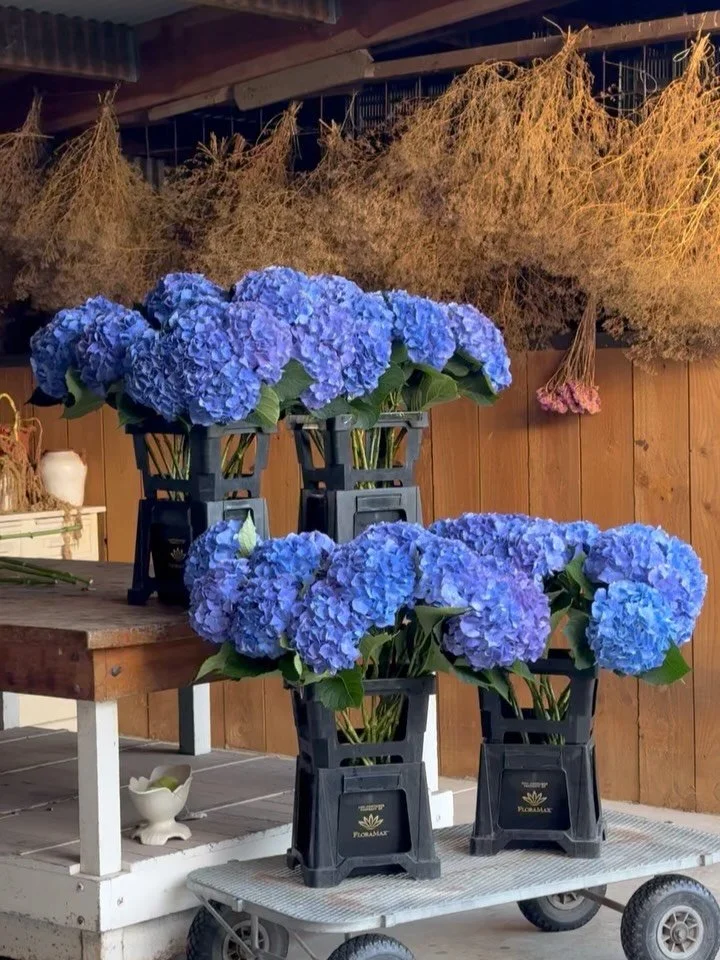 Hydrangea season is here 💙💙💙

Available for florists via United Flower Grower auctions in Auckland and Christchurch

@ufgaklauction 
@ufg_christchurch 
@unitedflowergrowers