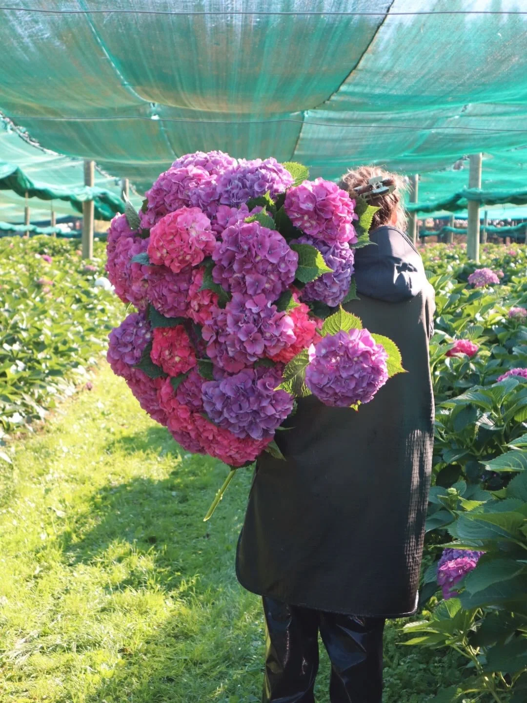 Purple hydrangea 💜