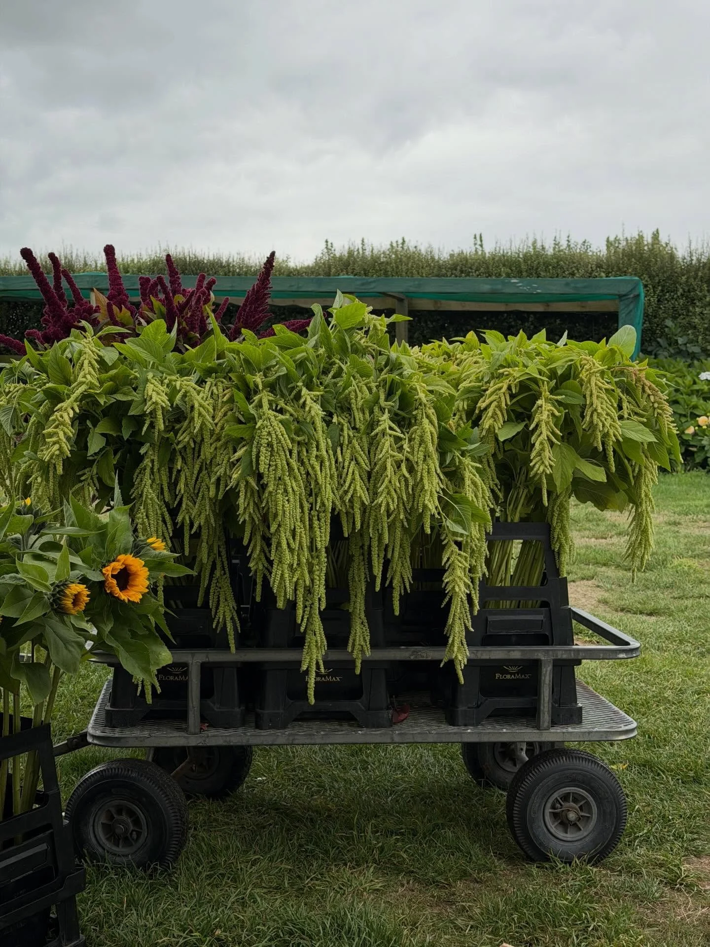 Gorgeous Autumn blooms 🤍
