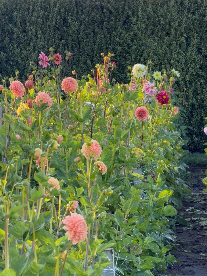 Another beautiful week of flowers here 🤍

Available for florists via United Flower Growers