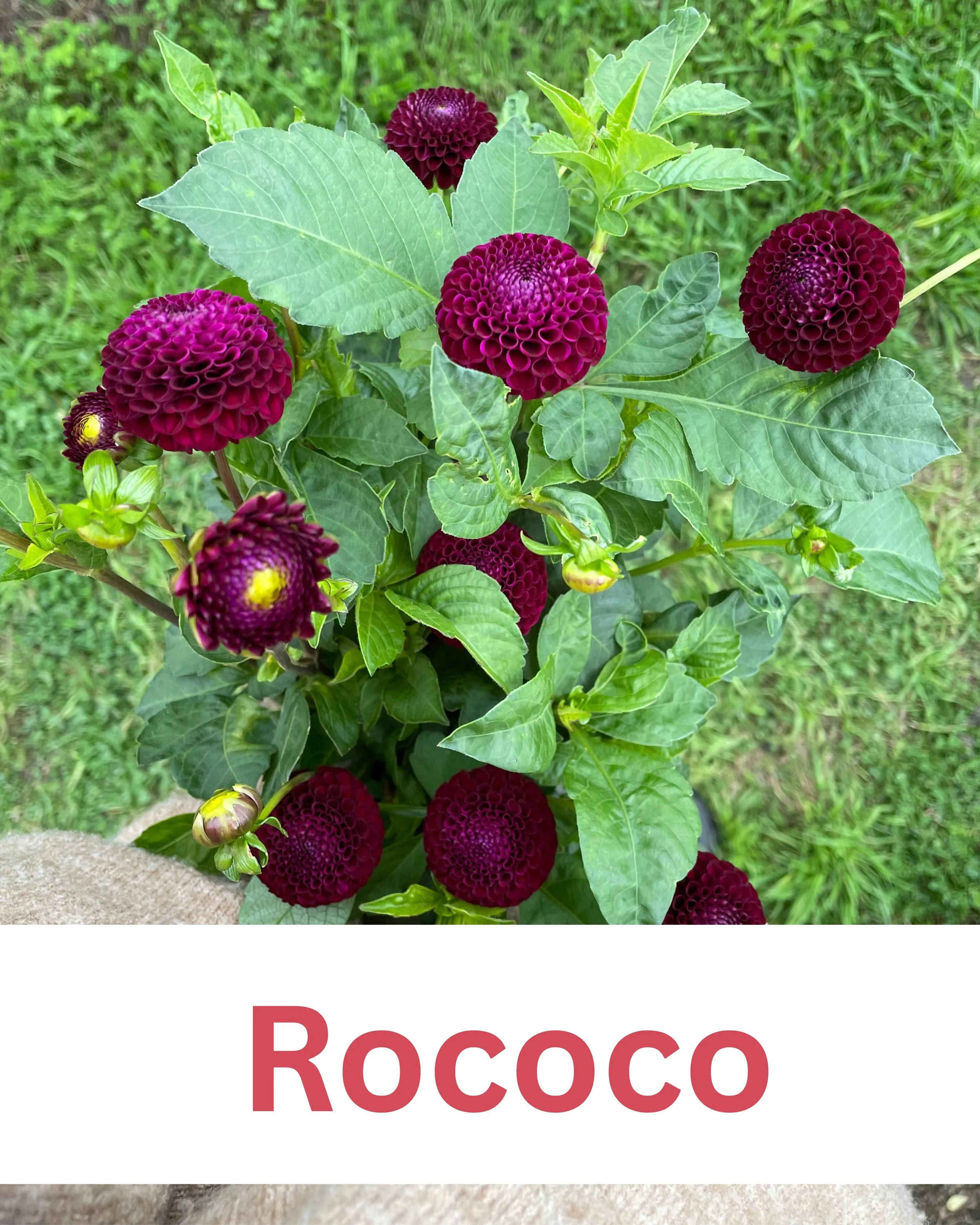 Rococo 1.jpg