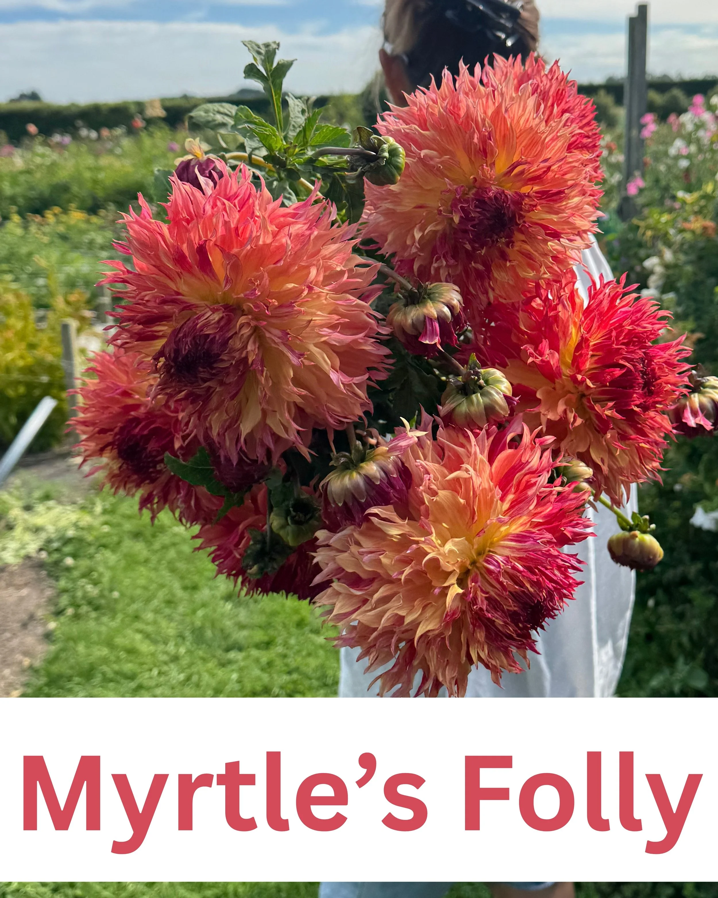 Myrtle's Folly 1.jpg