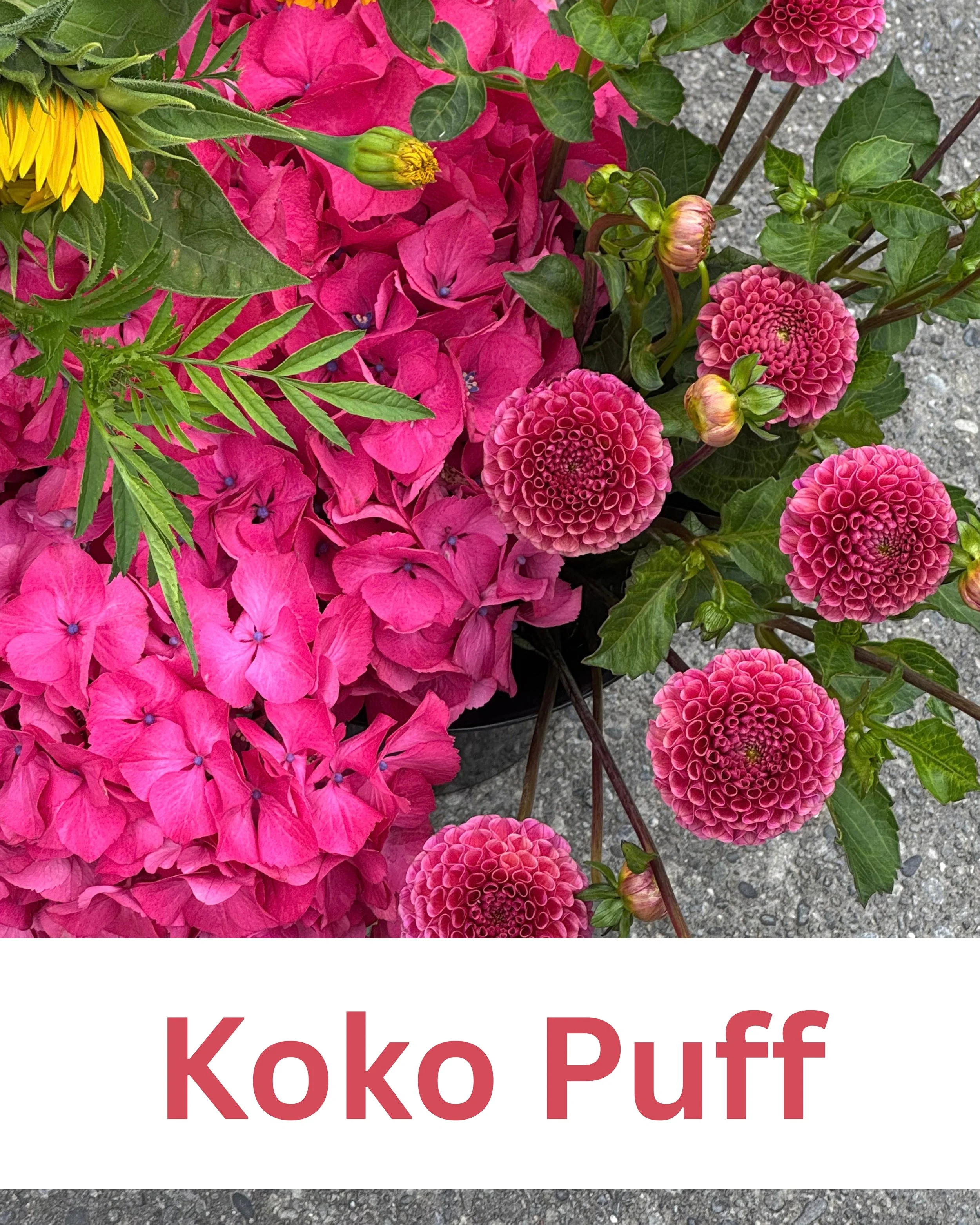 Koko Puff 1.jpg
