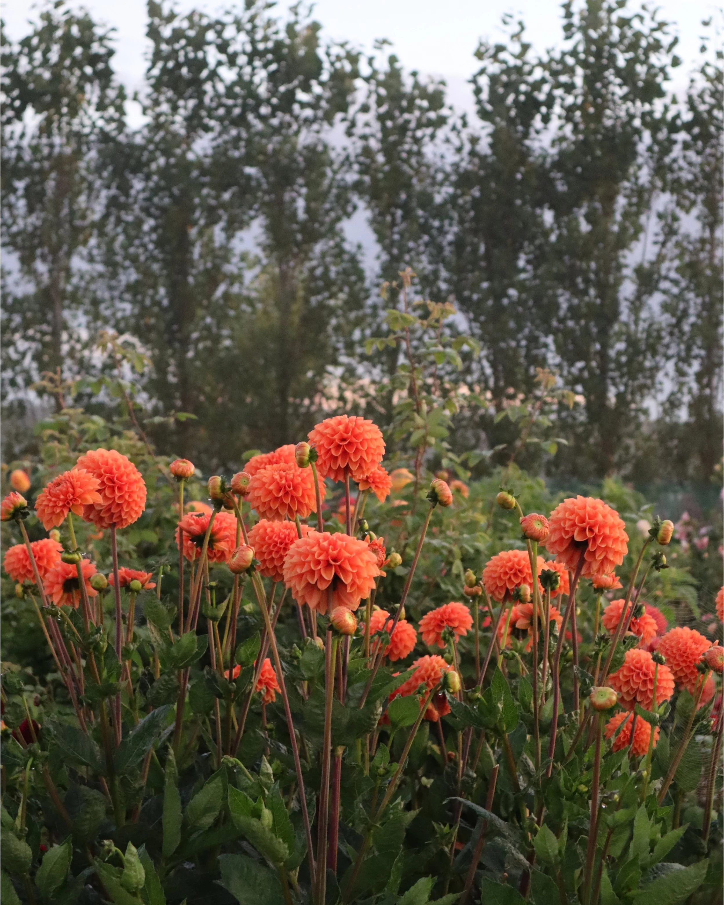 Dahlia 'Maarn' tuber