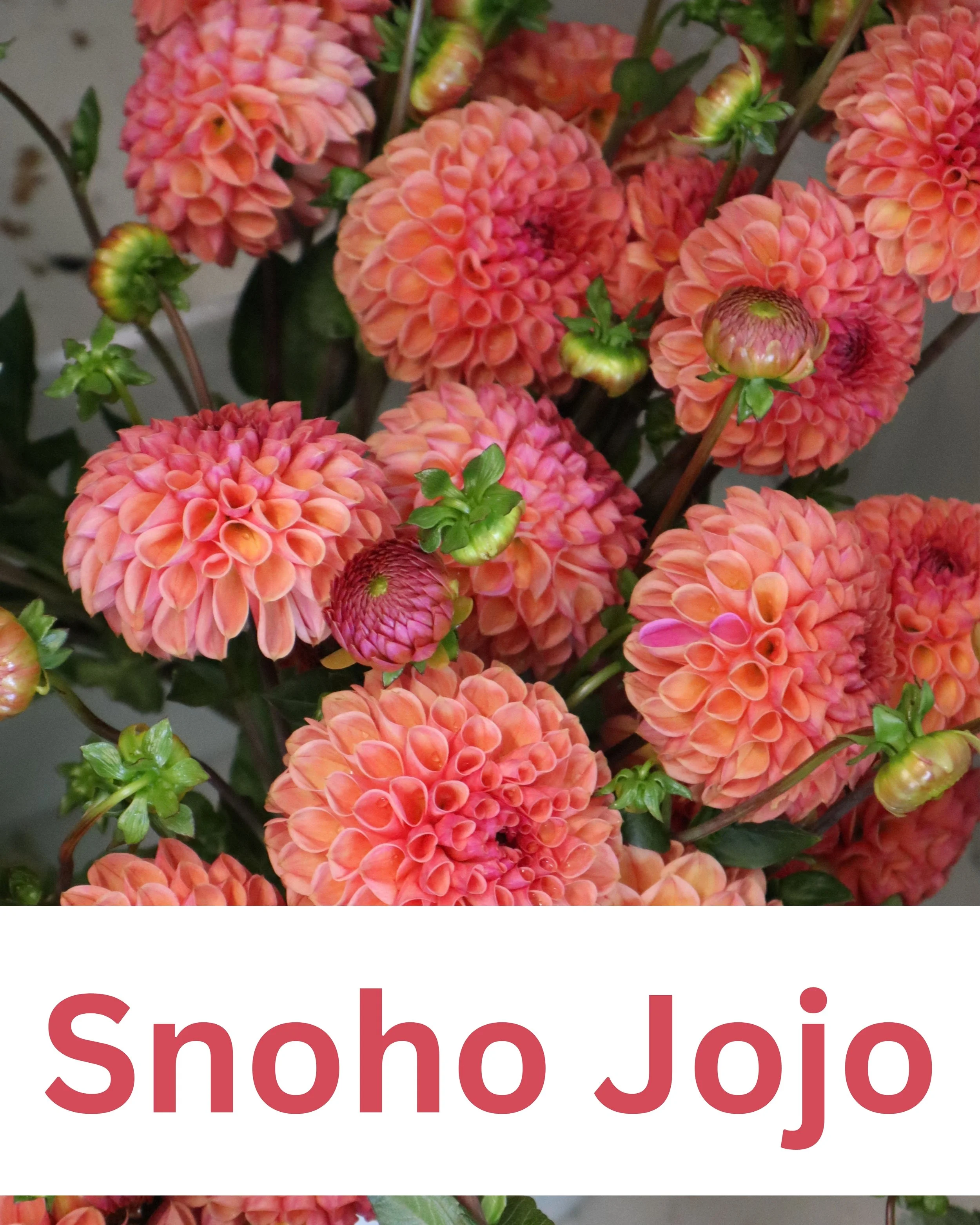 Snoho Jojo 1.jpg