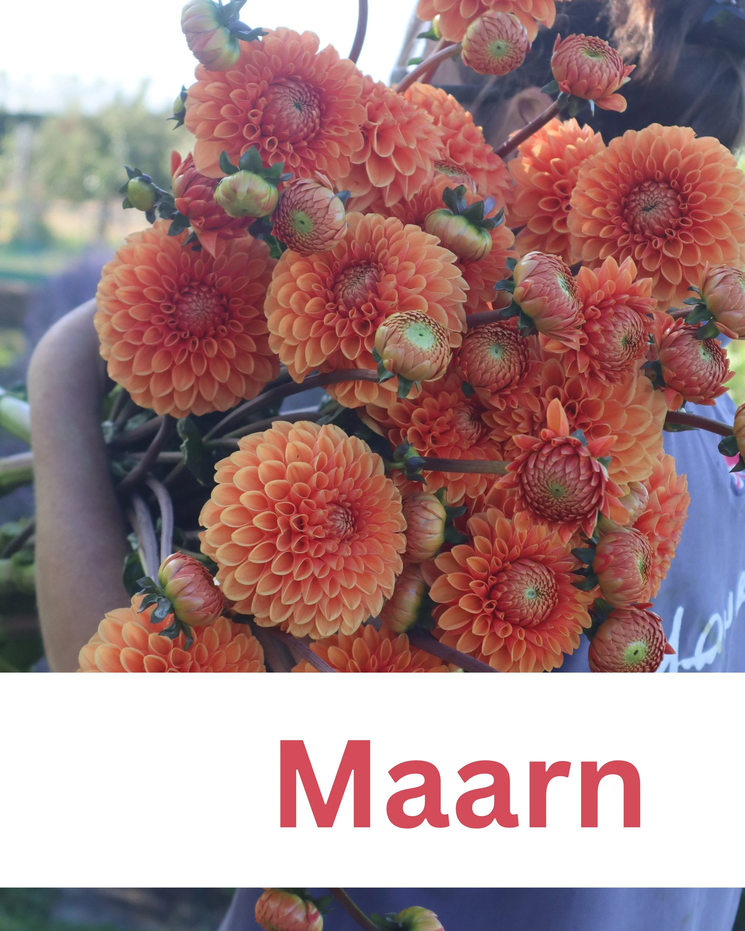 Maarn 1.jpg
