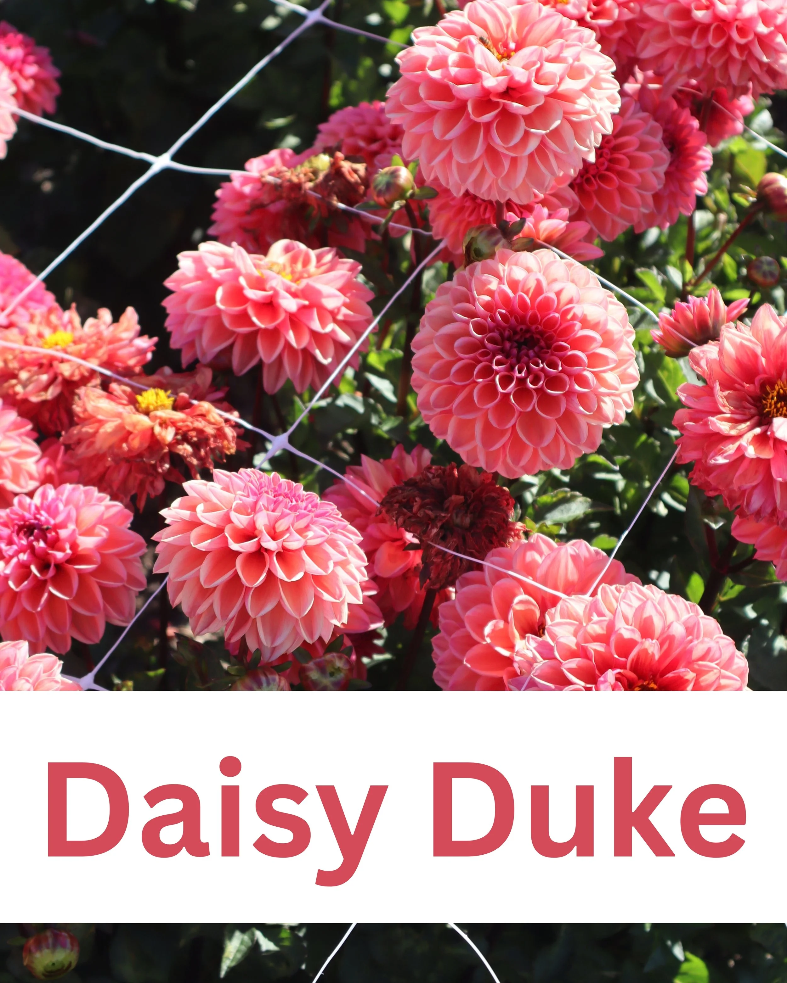 Daisy Duke 1.jpg