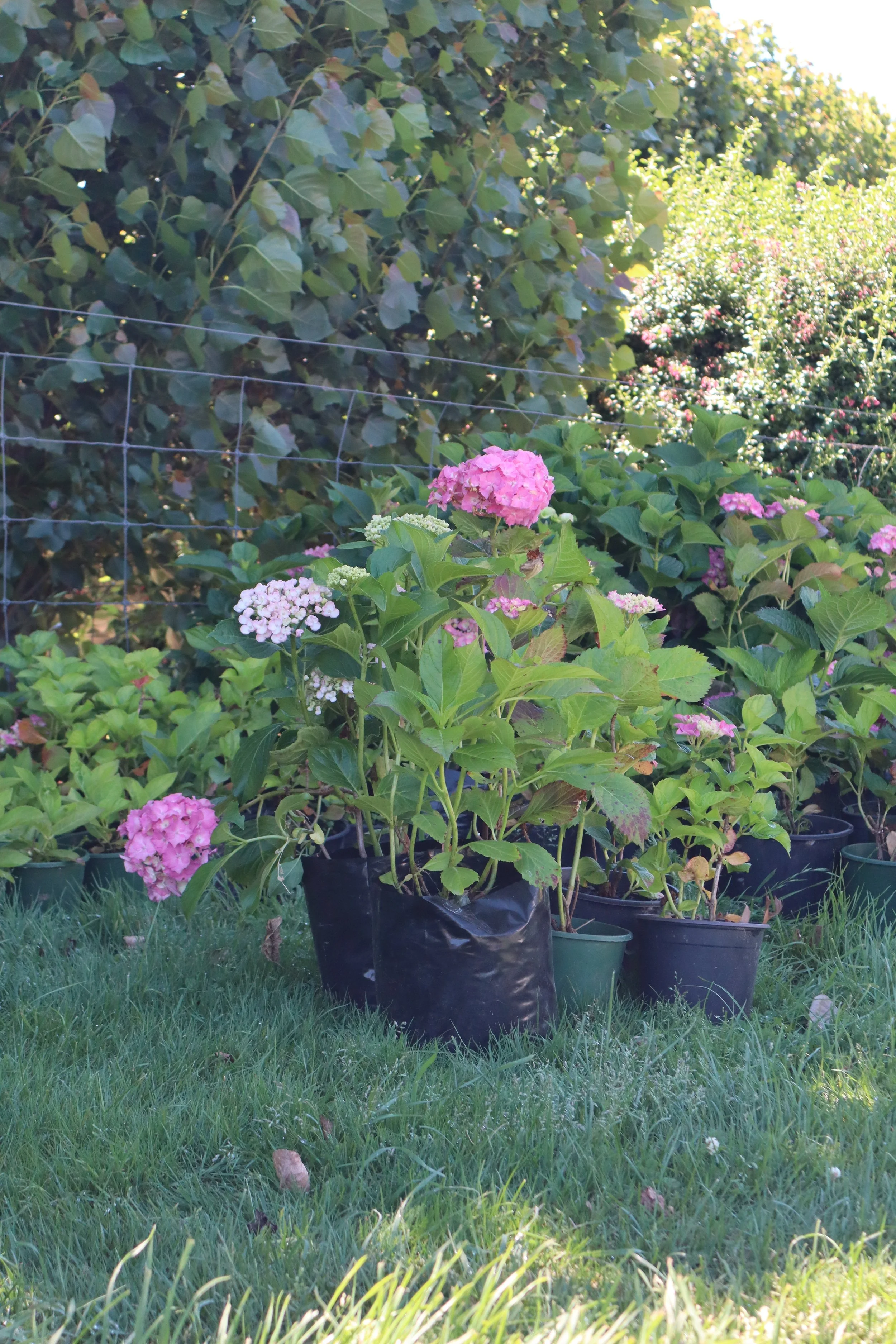 Hydrangea plants - assortment of 6