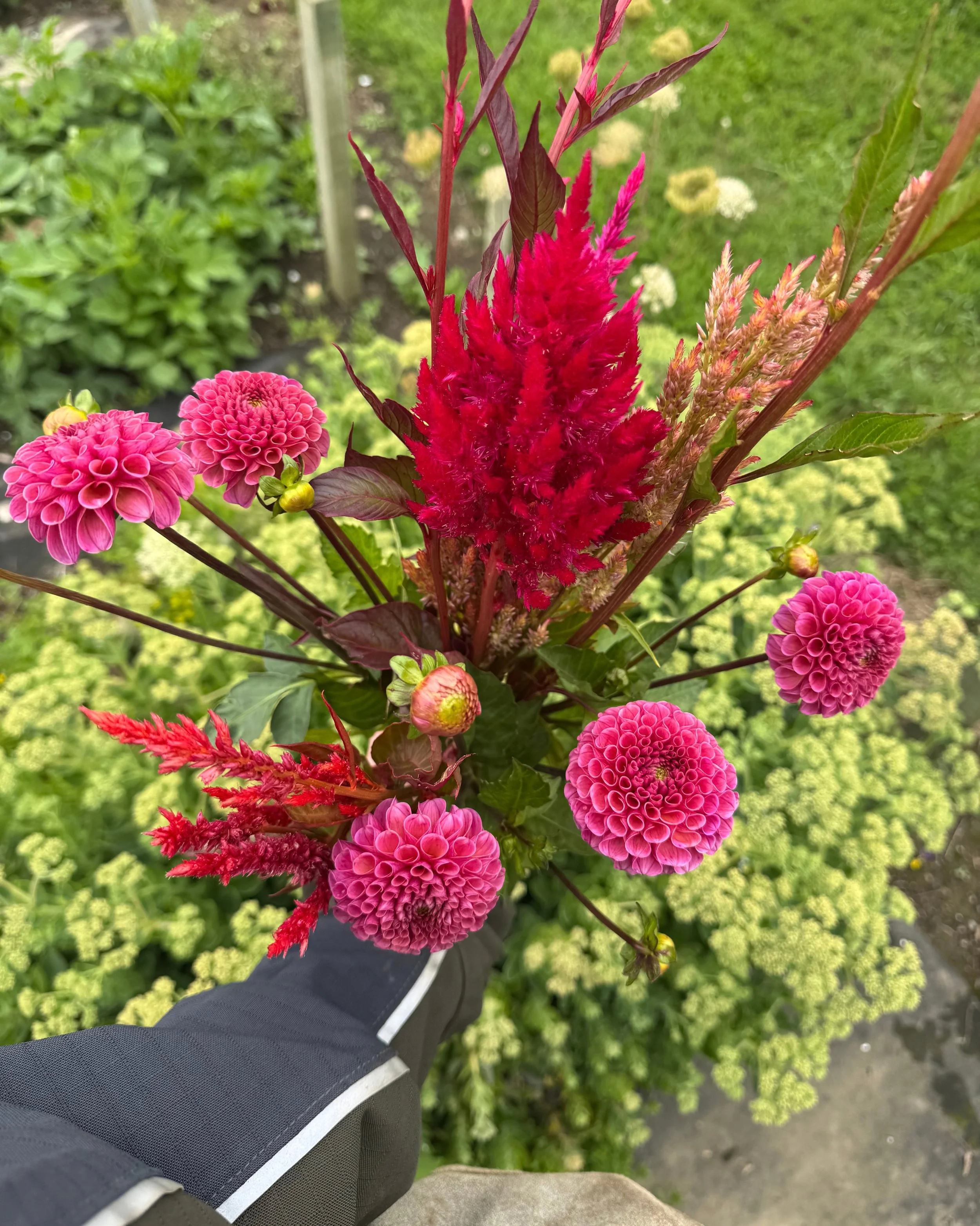Dahlia 'Koko Puff' tuber