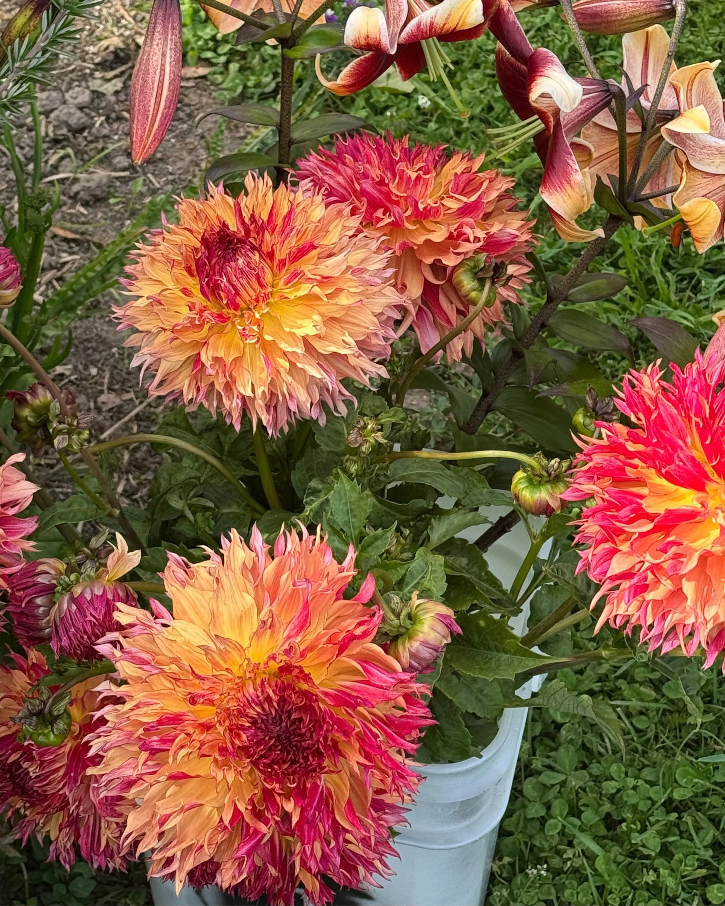 Dahlia 'Myrtle's Folly' tuber