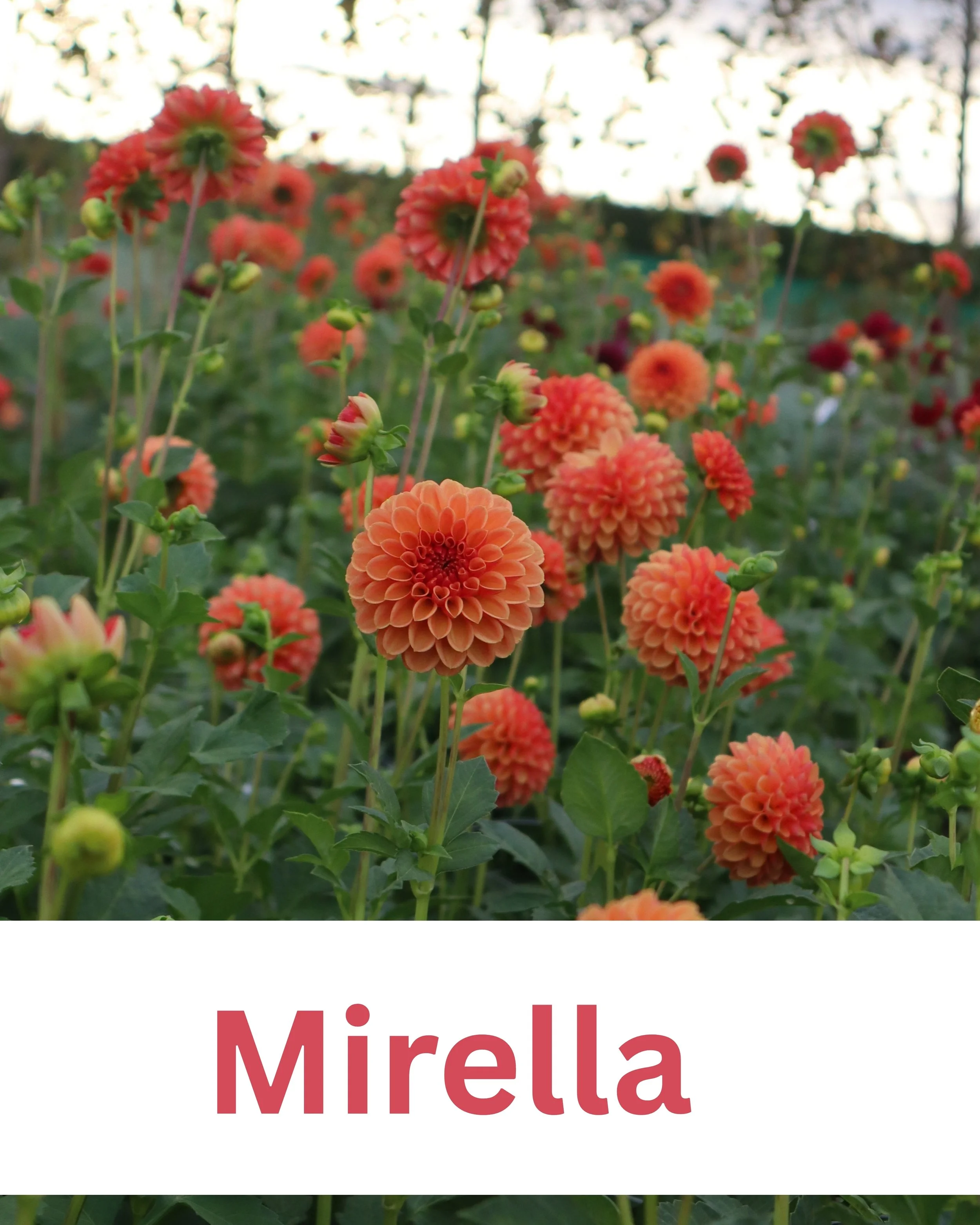 Mirella 1.jpg