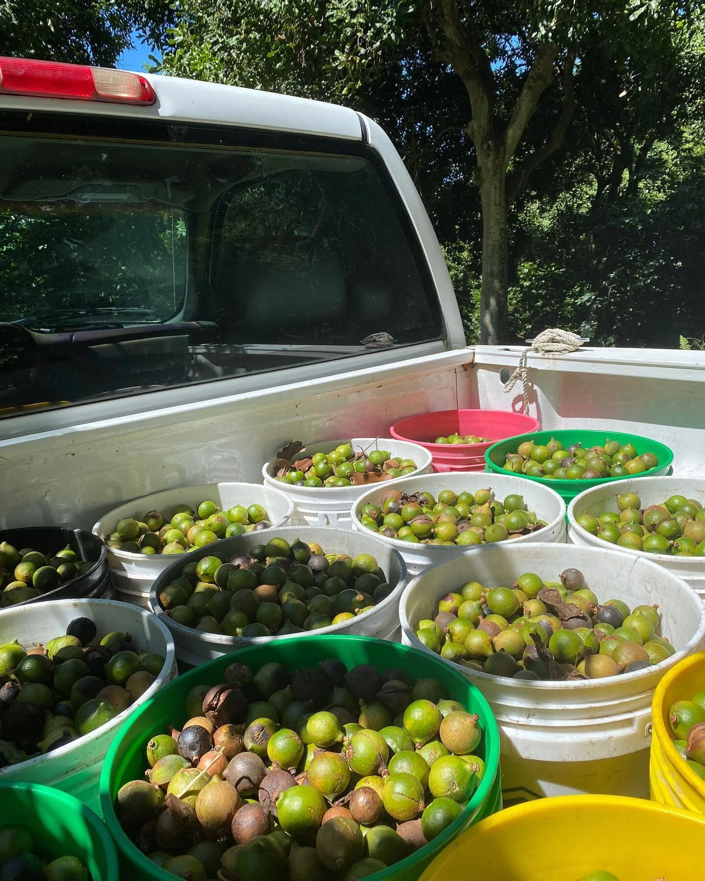 Mac nuts still coming in strong! Link in bio to have a taste of South Kona shipped to your front door!