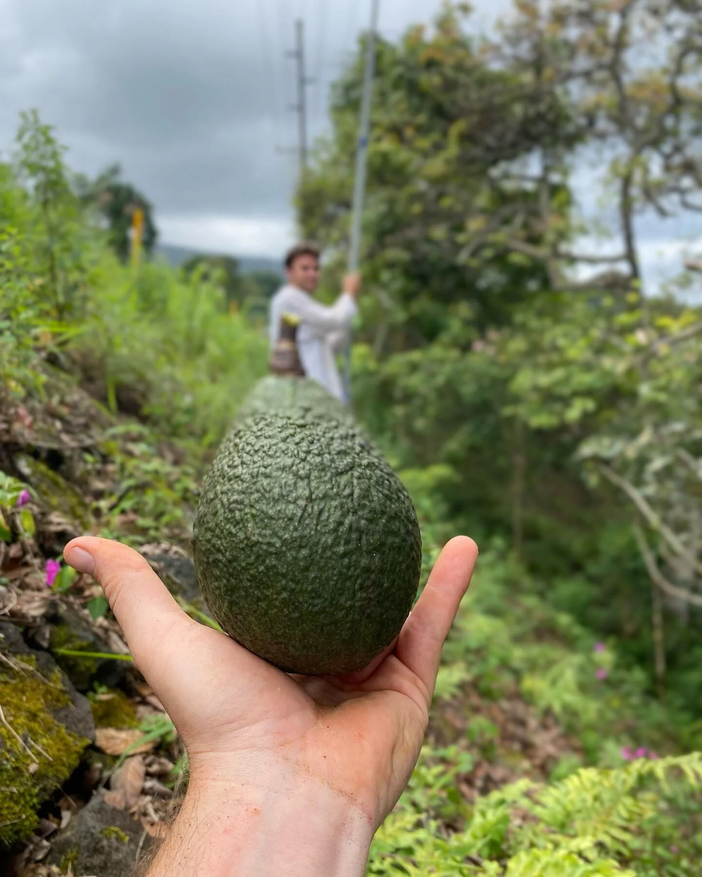 🥑🥑🥑
