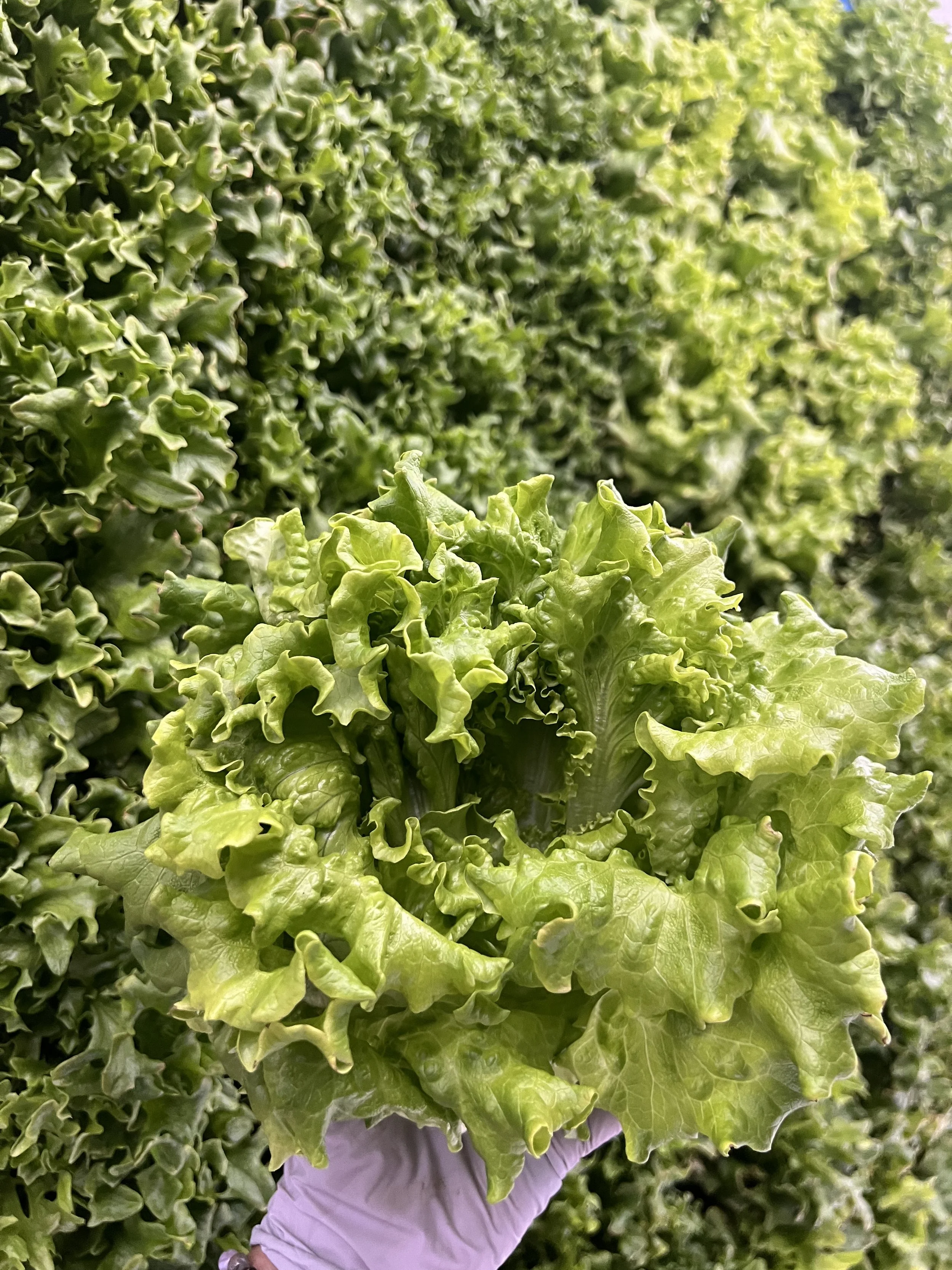 First Harvest Celebration