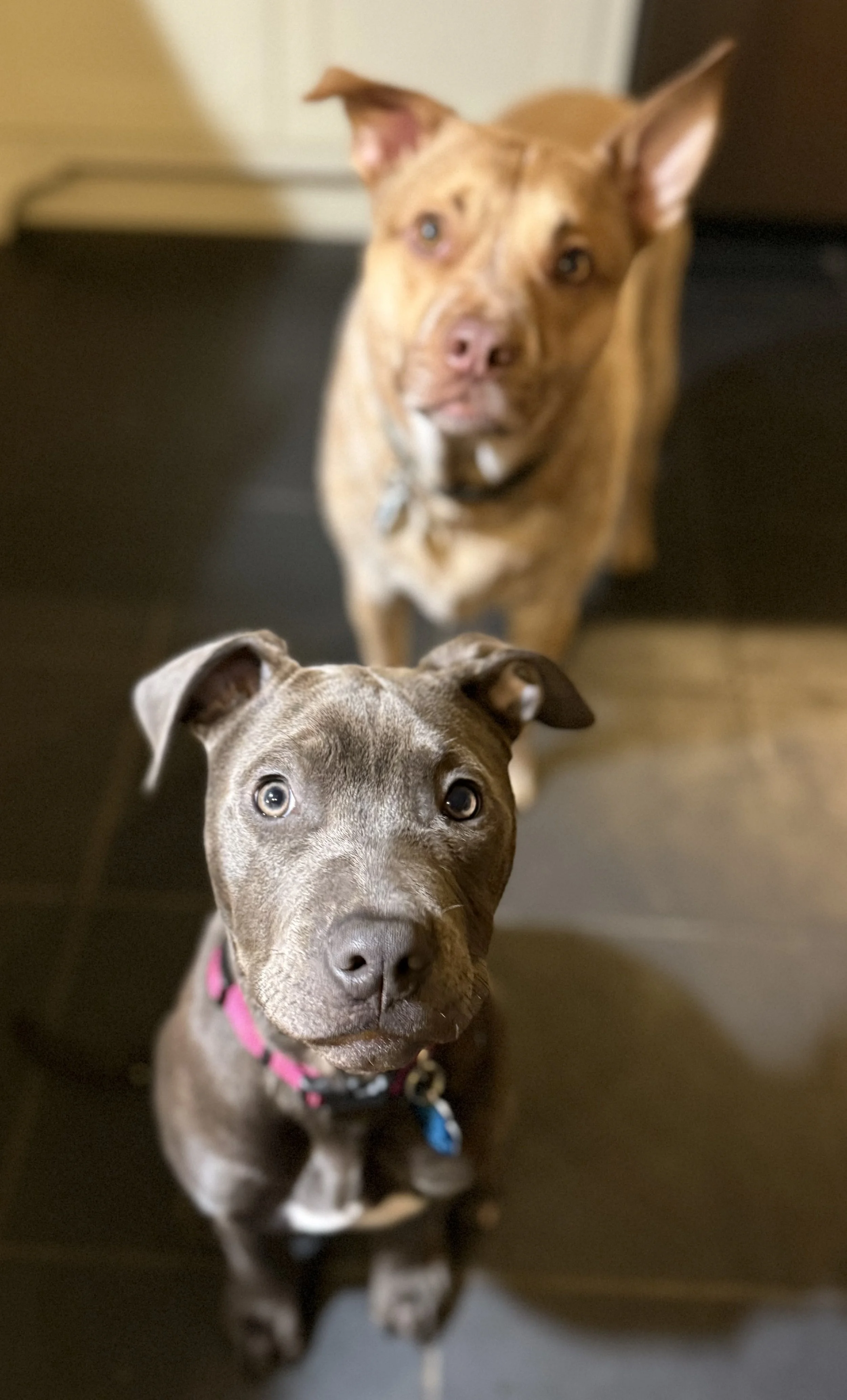 Fundraiser for Dakin Humane Society: Restorative yoga and refreshments at Farm Kitchen Workshop
