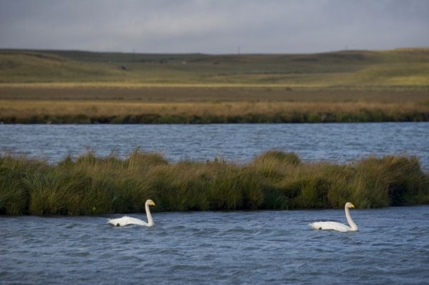 Two swans on a lake in Iceland.