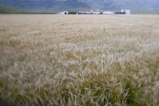 A farm along the southern coast of Iceland
