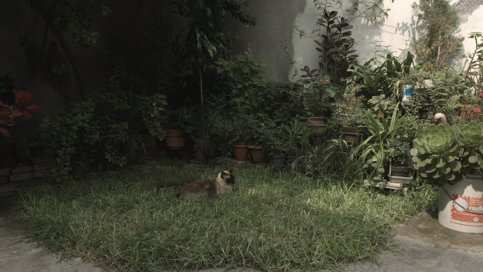 kenopsia-de3gatitos(1).jpg