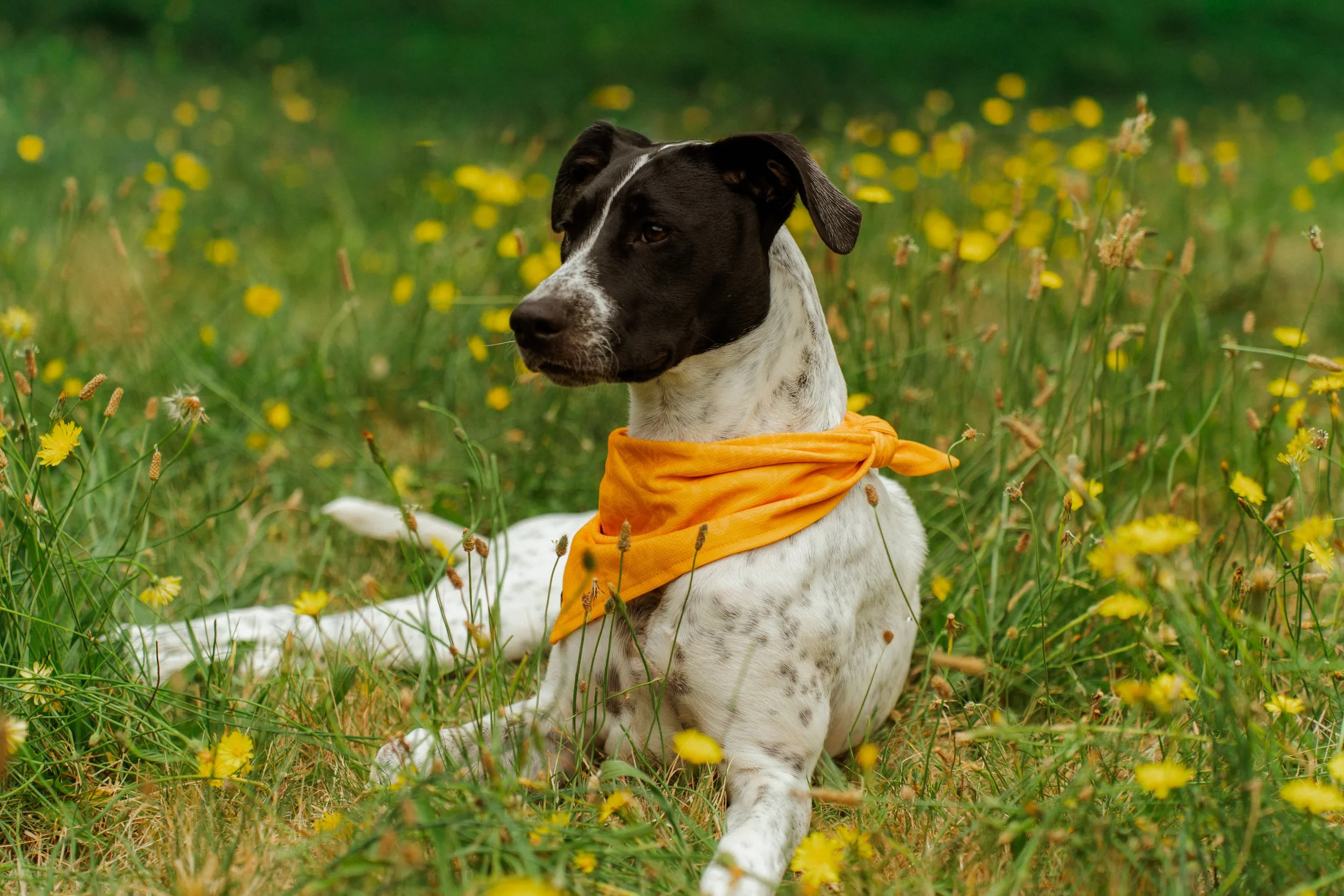 Pepper-4.jpg