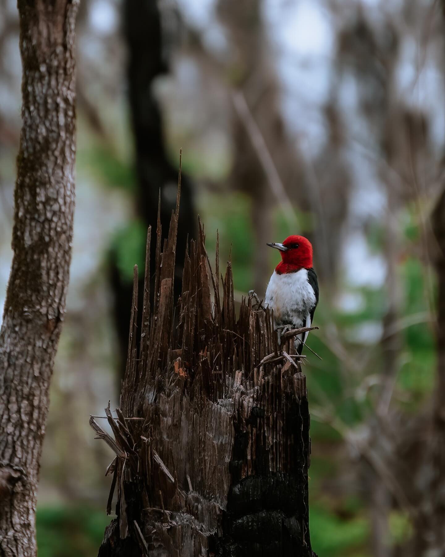 Red-headed woodpecker 😍 
Este chiquitin se nos cruz&oacute; en el camino de forma inesperada!!! Y es la primera vez que veo uno de estos. Hay algo en estos p&aacute;jaros carpinteros que es demasiado fascinante!! Un recuerdo que quedar&aacute; de lo