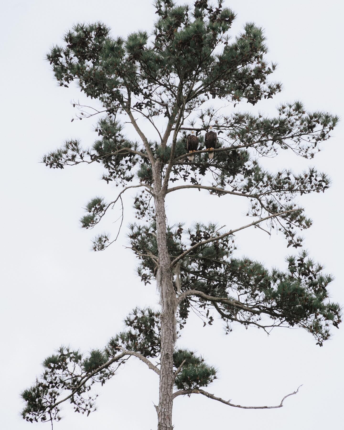 Can you see the hidden gem of this image? 
Not only a beautiful shaped tree, but a tree with not 1, but 2 Bald Eagles!!!! ❤️ I can&rsquo;t get enough of them.
.
.
.
#threeriversstatepark #birdwatchers #birdwatching #birdphotography #baldeagles #balde