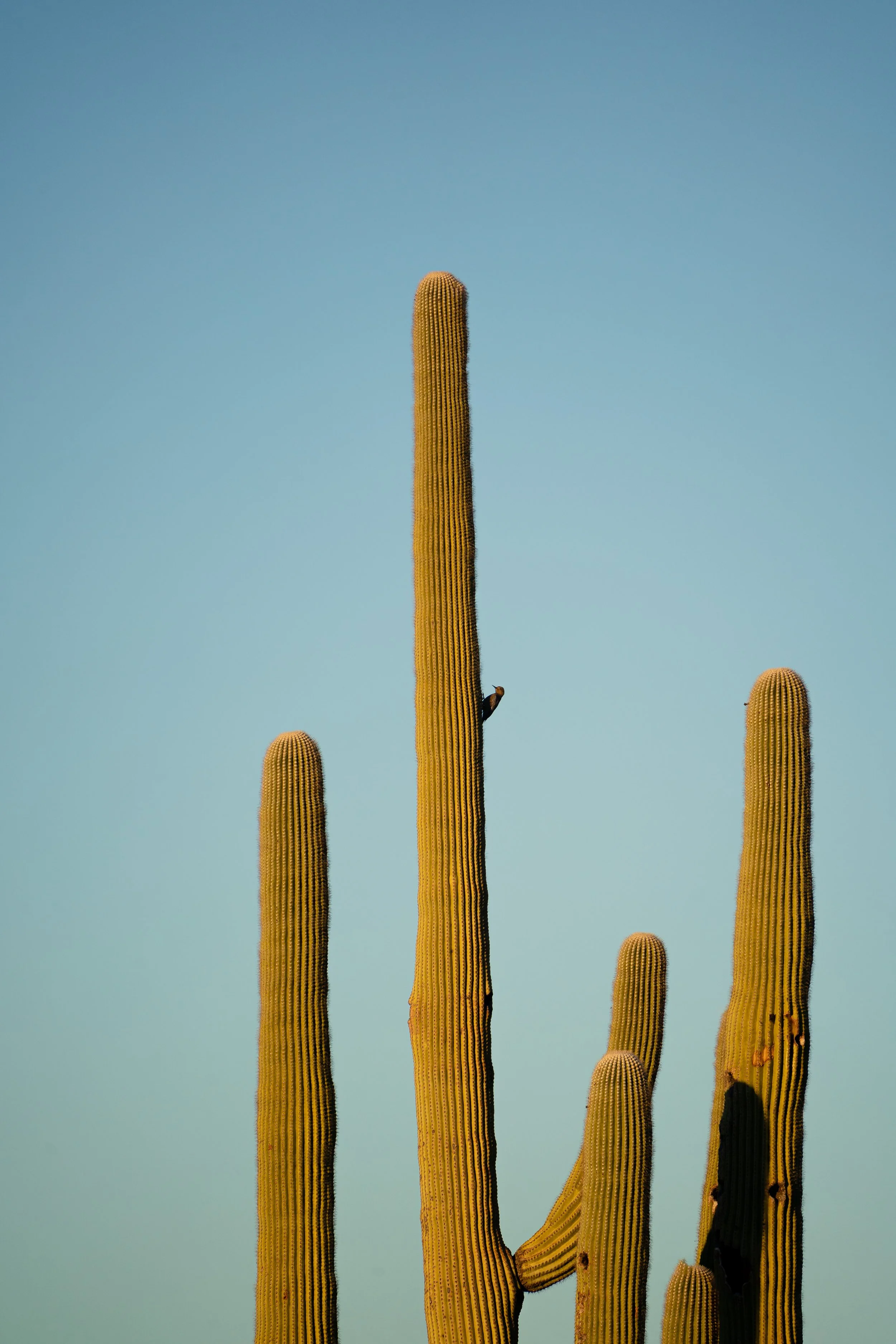 Gila Woodpecker and Cactus - Framed Photo Print