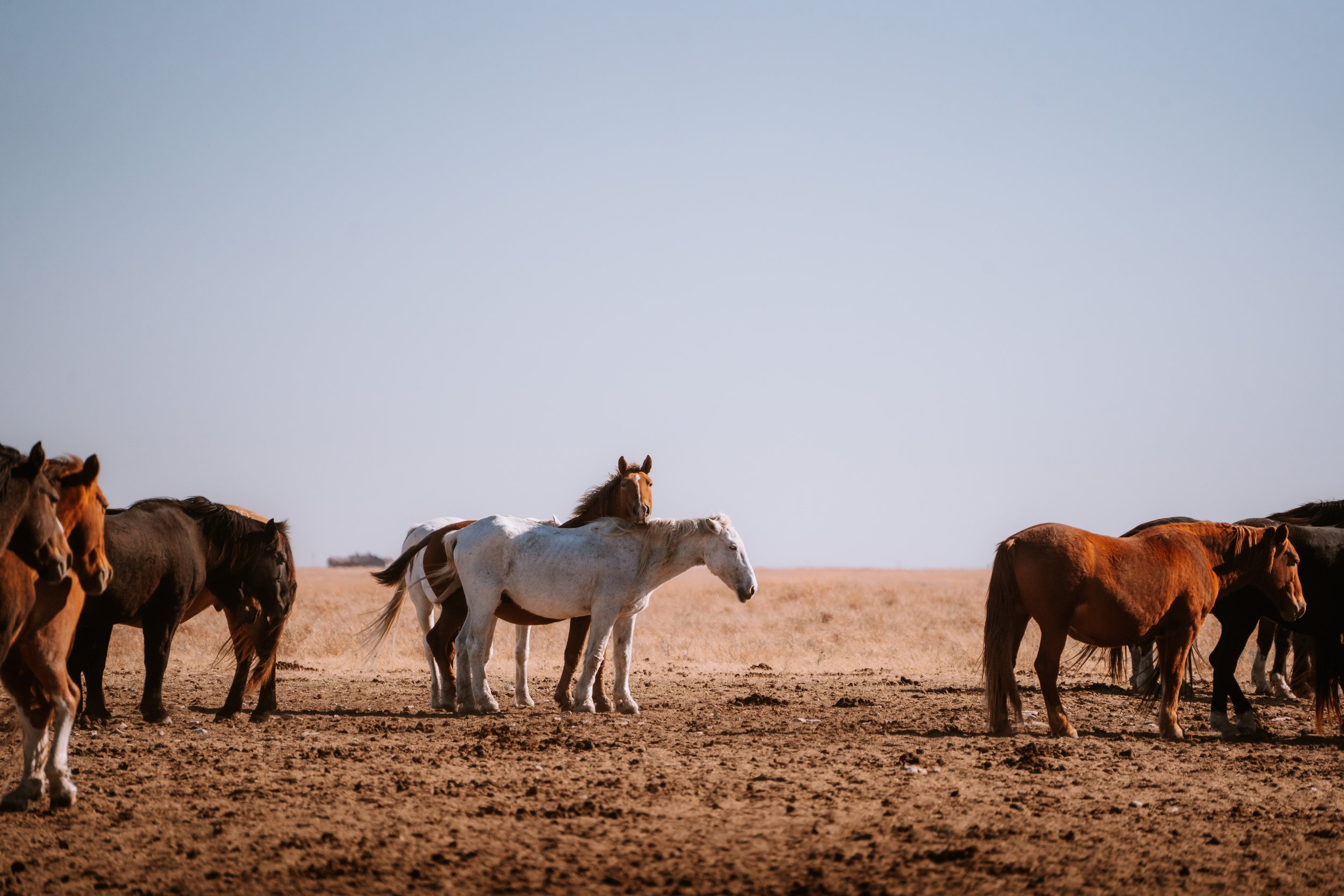 Horses in the desert - Framed Photo Print