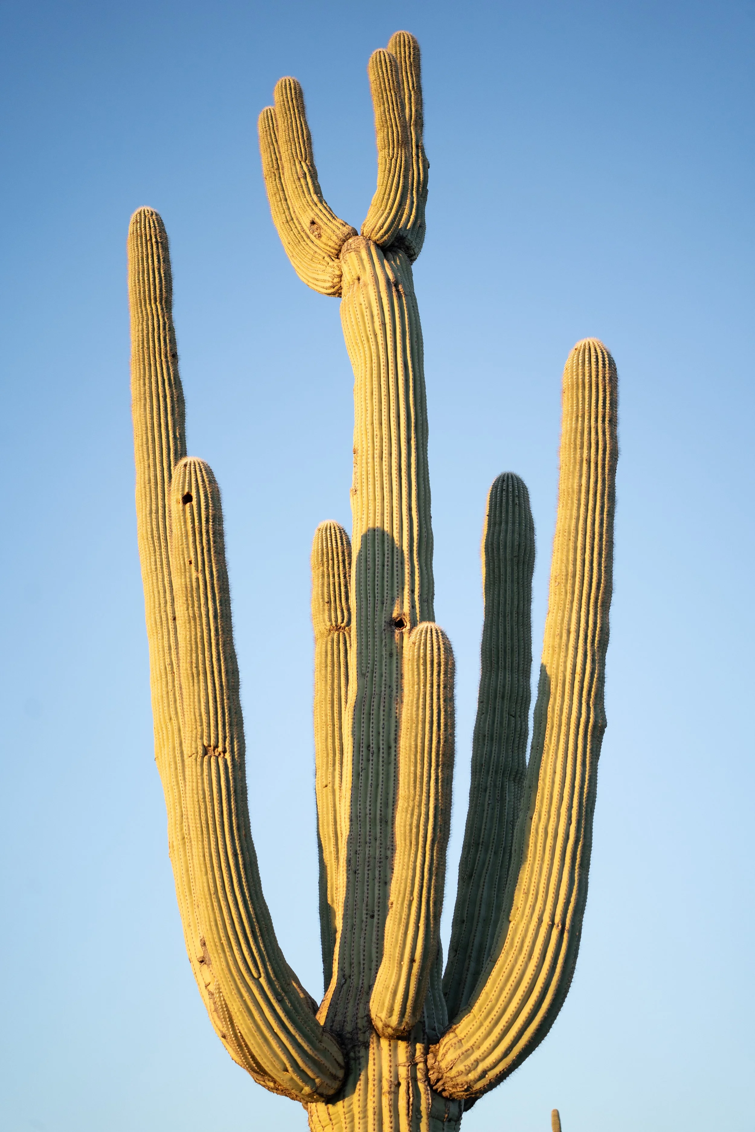 Cactus - Framed Photo Print