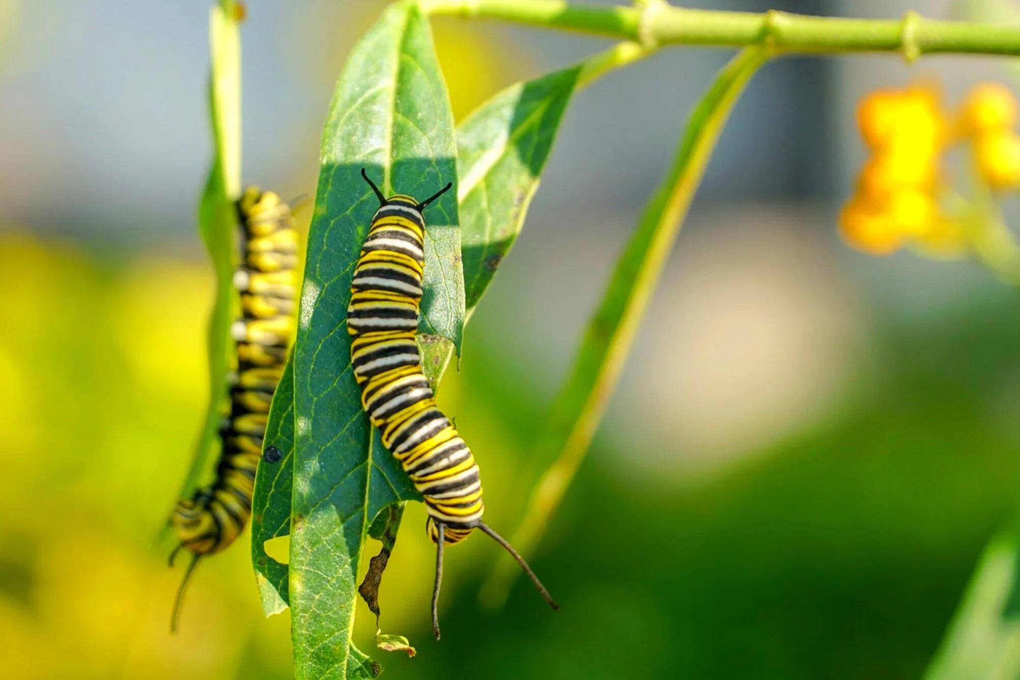 Off to the races with Nevada field work