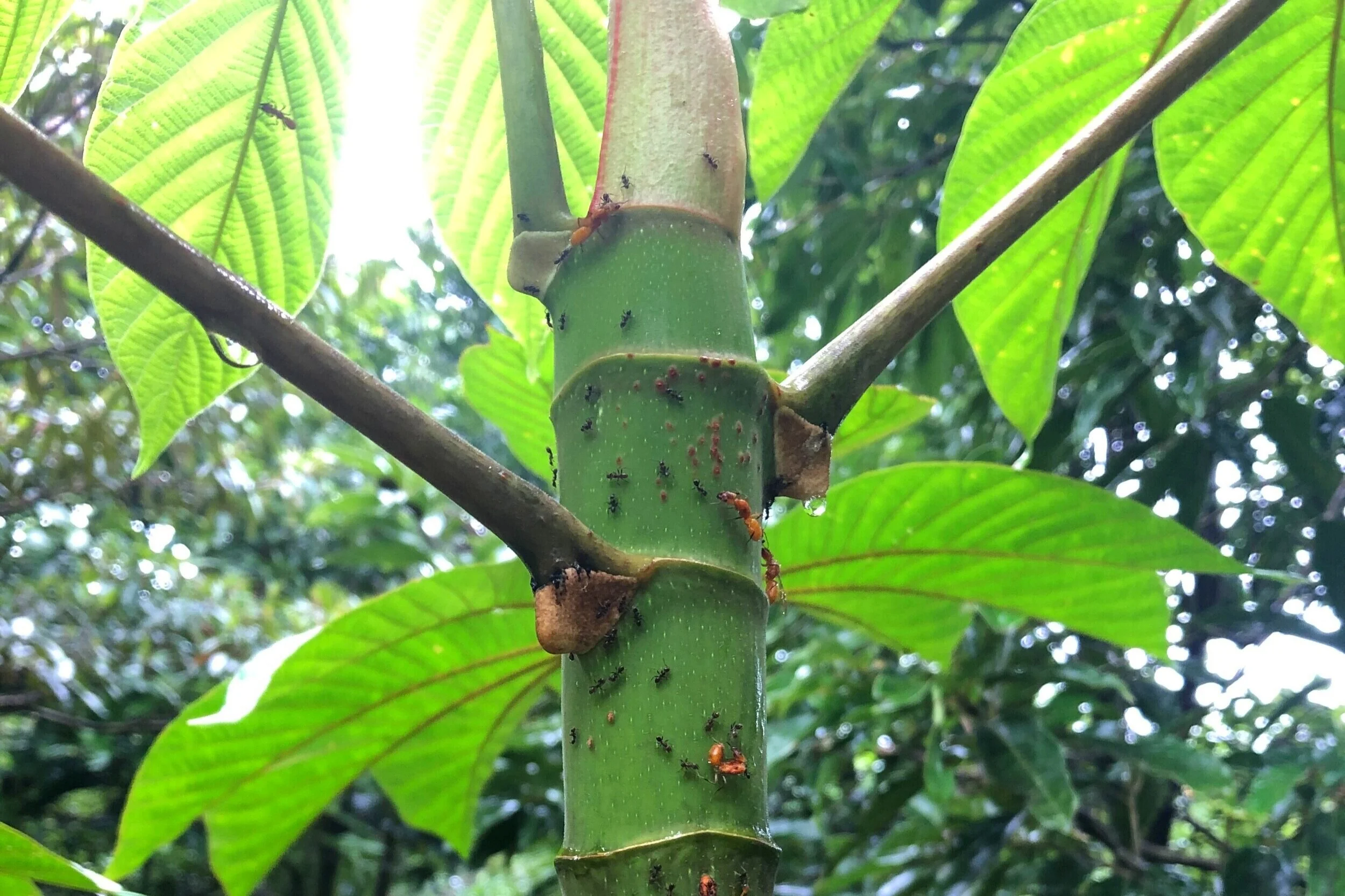 Photo by Stephanie Coronado