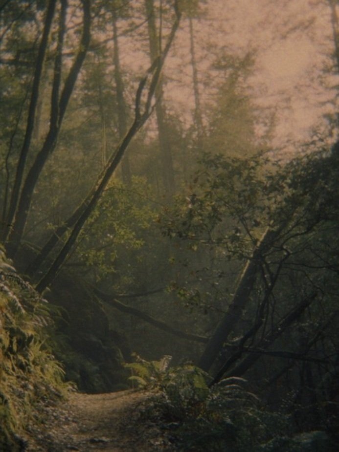  Path | Muir Woods, CA 