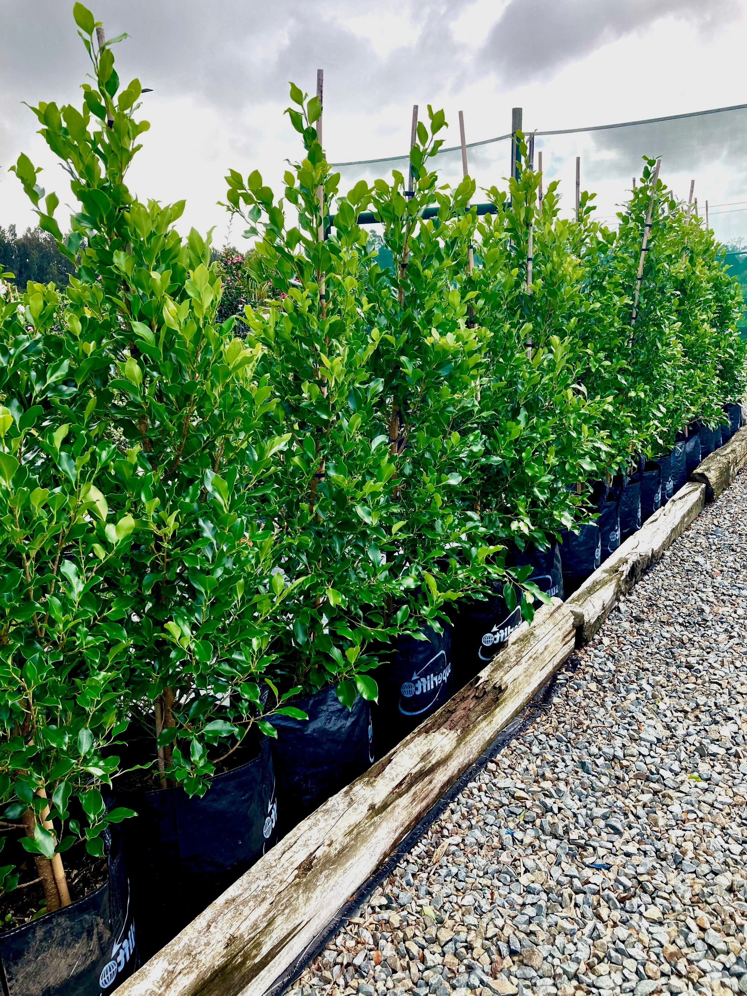 Ficus Tuffi