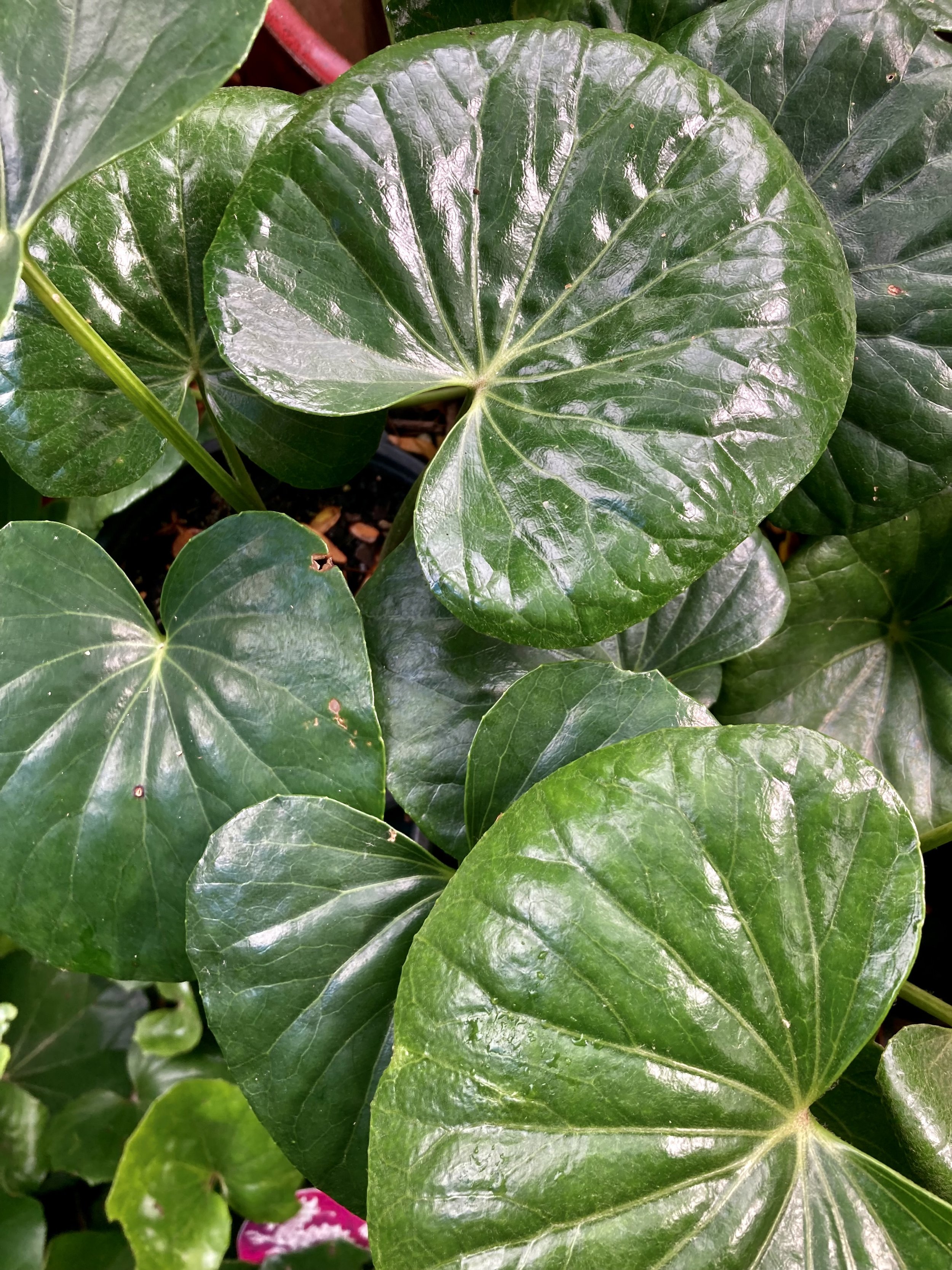 Ligularia