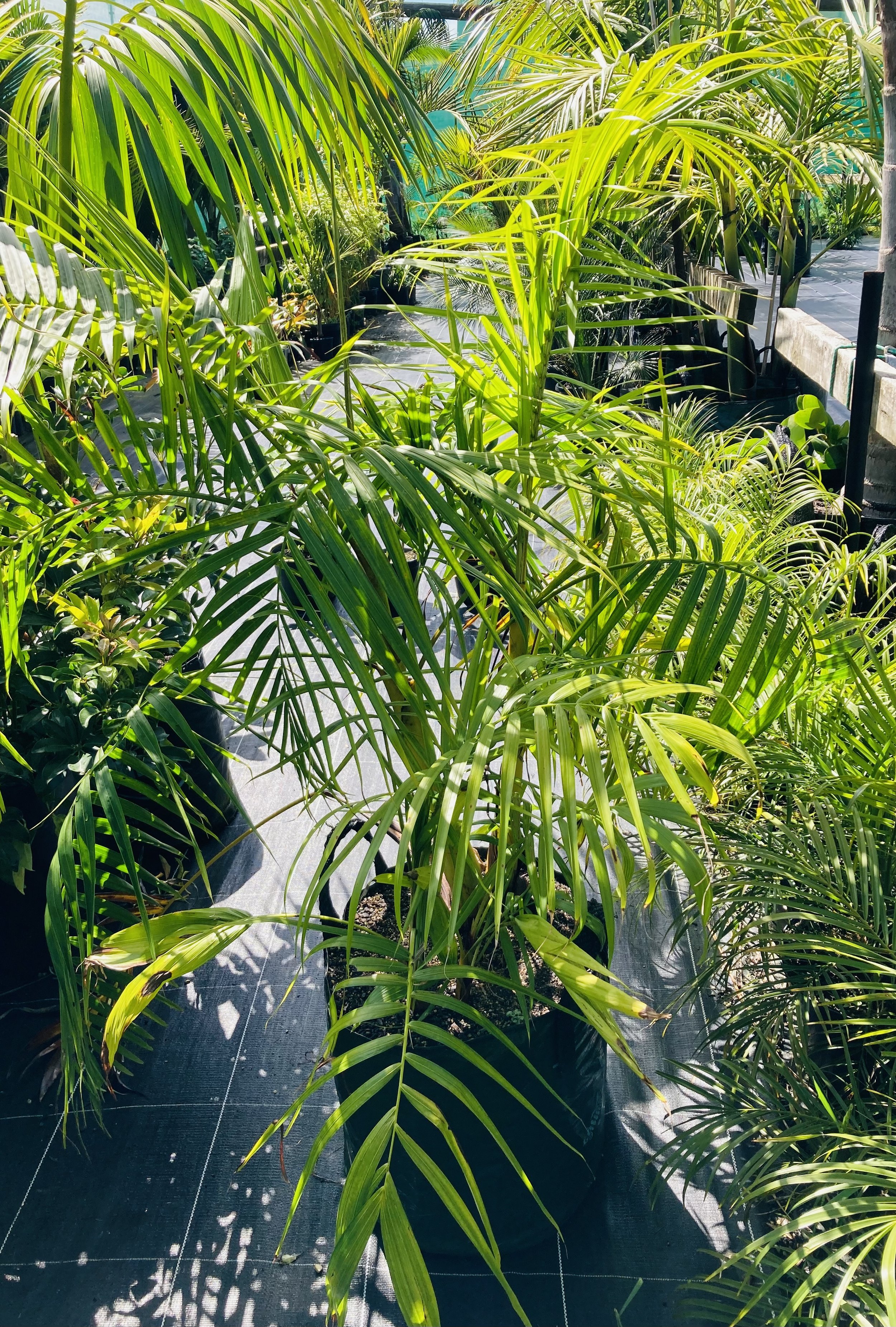 Dypsis Baronii