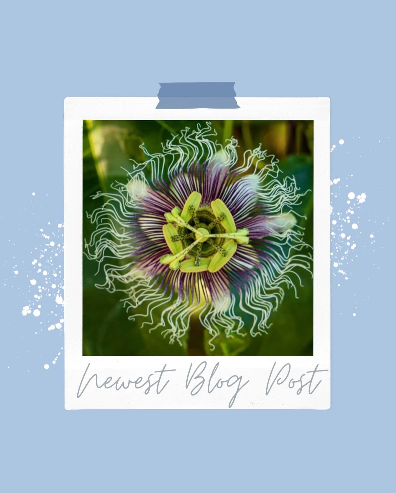 Why Nature Belongs at the Heart of Every Spa &amp; Wellness Space.

In our latest BLOG POST, I share a personal post-pandemic story that reminded me just how essential nature is within wellness environments. What began as a simple &ldquo;cost-saving 