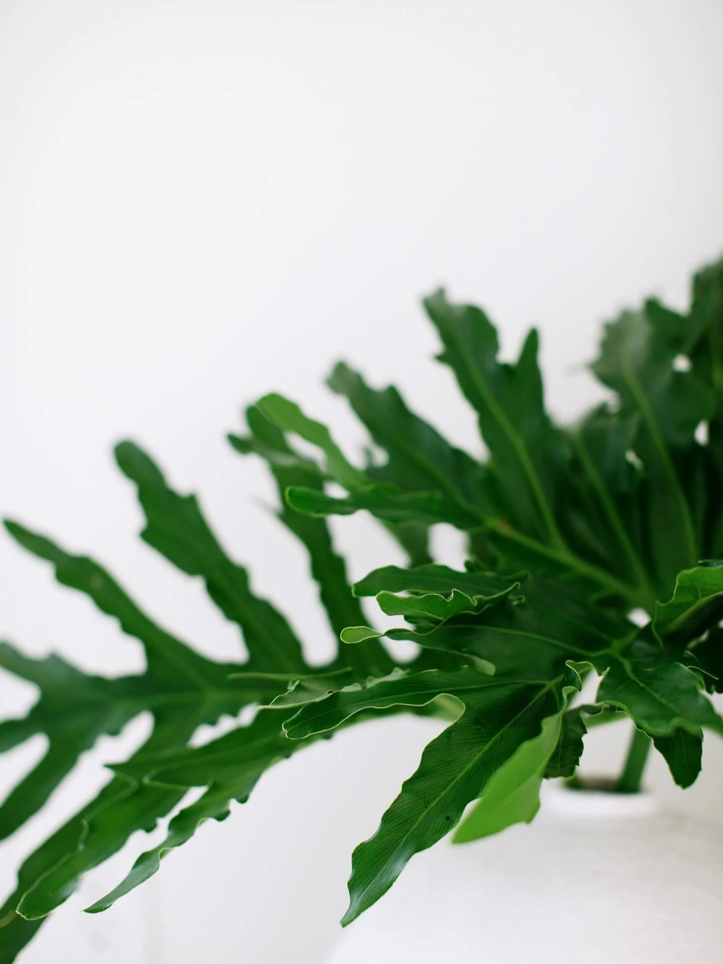 A simple flower. A reminder of something essential.

Nature has an incredible ability to calm the mind, restore energy, and reconnect us with ourselves. That&rsquo;s why biophilic design plays an important role in many of the spa and wellness project