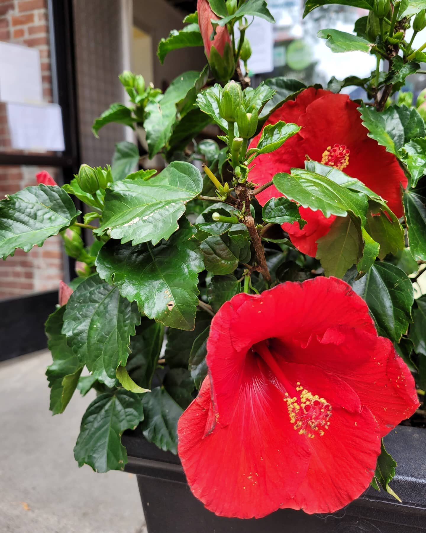 🌺 Kokiʻo ʻula 🌺

If you've been by Ula lately you'll notice our gorgeous red hibiscus flowers in full bloom.

There's a red hibiscus species that's native to Hawai'i is called kokiʻo ʻula. &quot;Kokiʻo&quot; means hibiscus and &quot;ula&quot; means