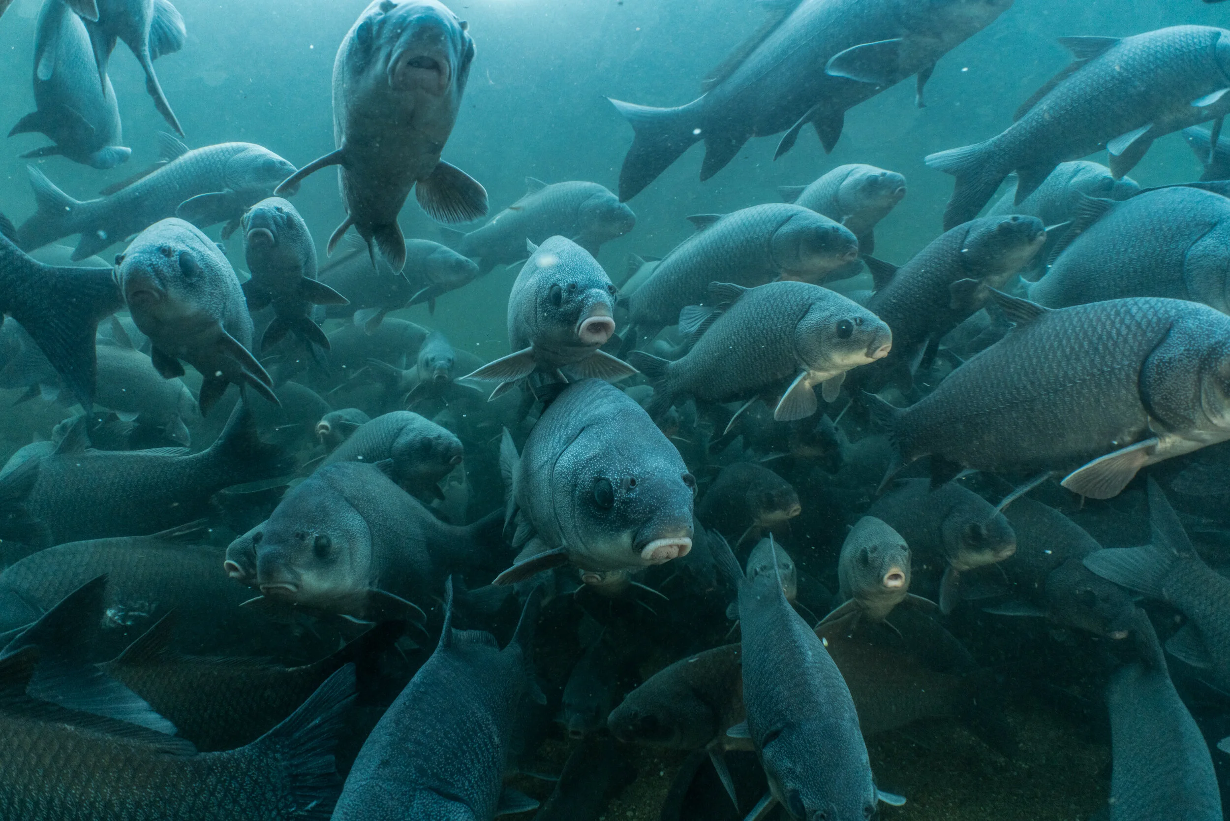 Fish Found In Rivers Imagery and Stories on Freshwater Life, Science, and Conservation ...