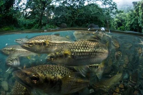 Imagery and Stories on Freshwater Life, Science, and Conservation ...