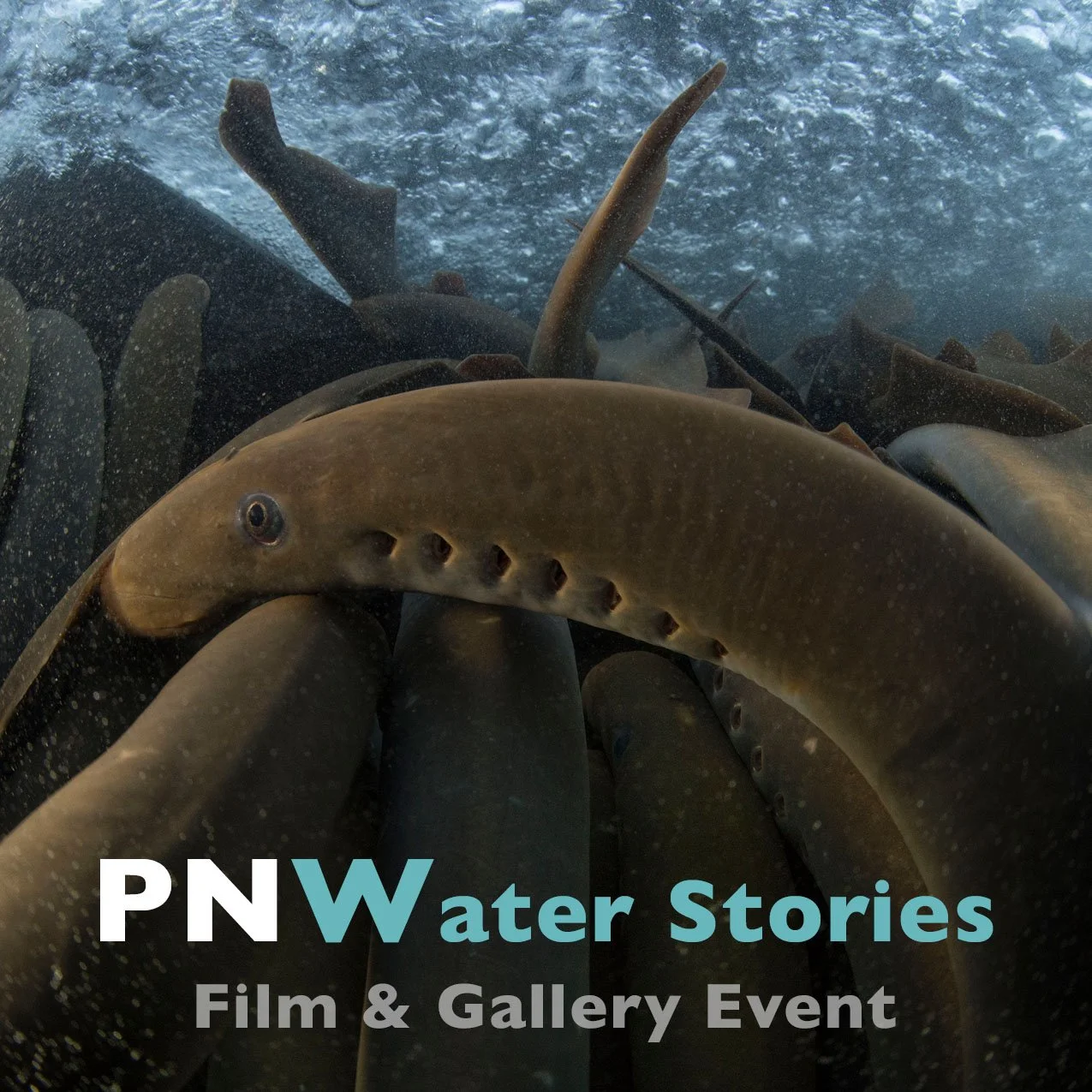PNWater Stories Film &amp; Gallery Event